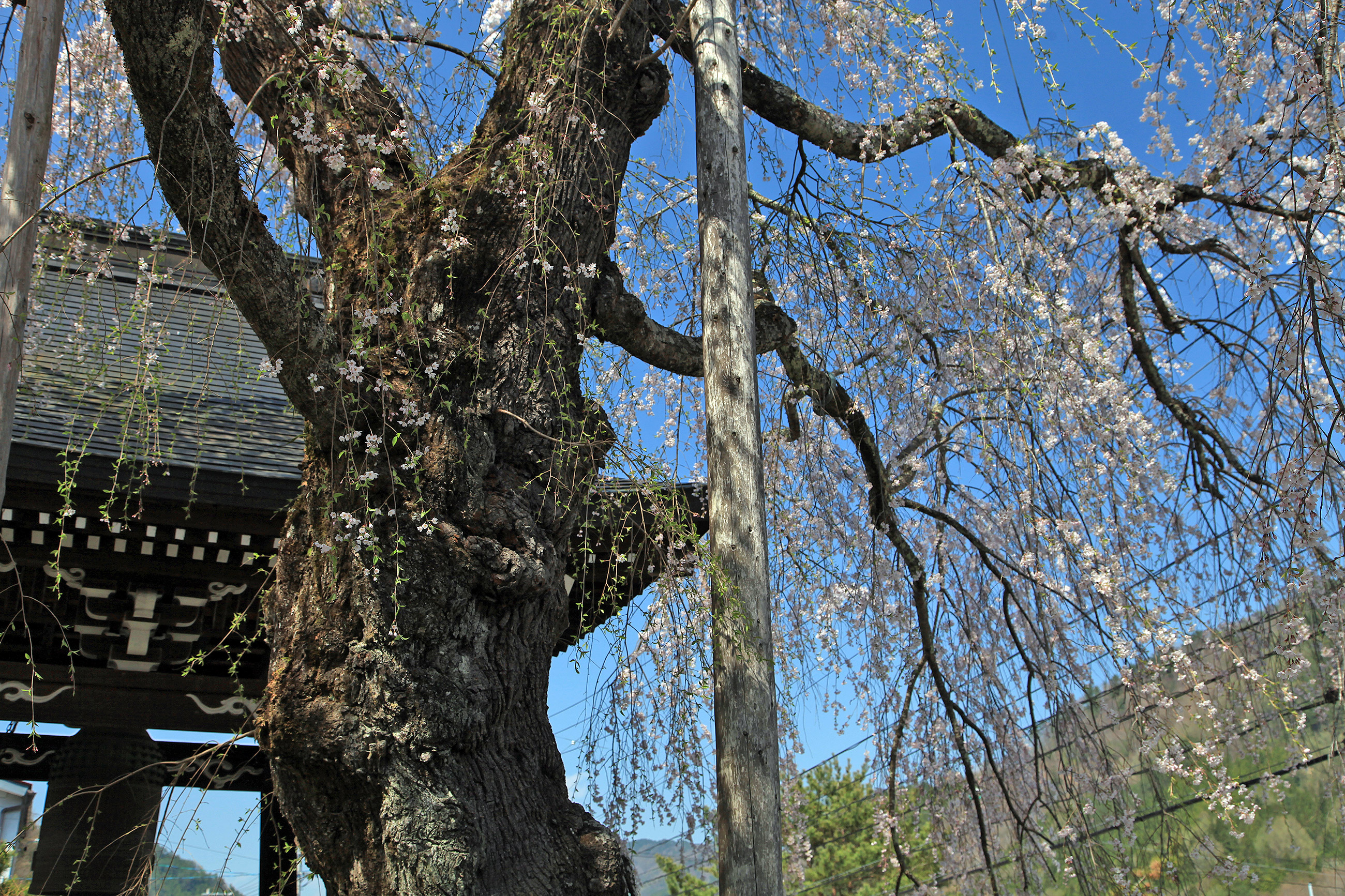 法正寺のしだれ桜
