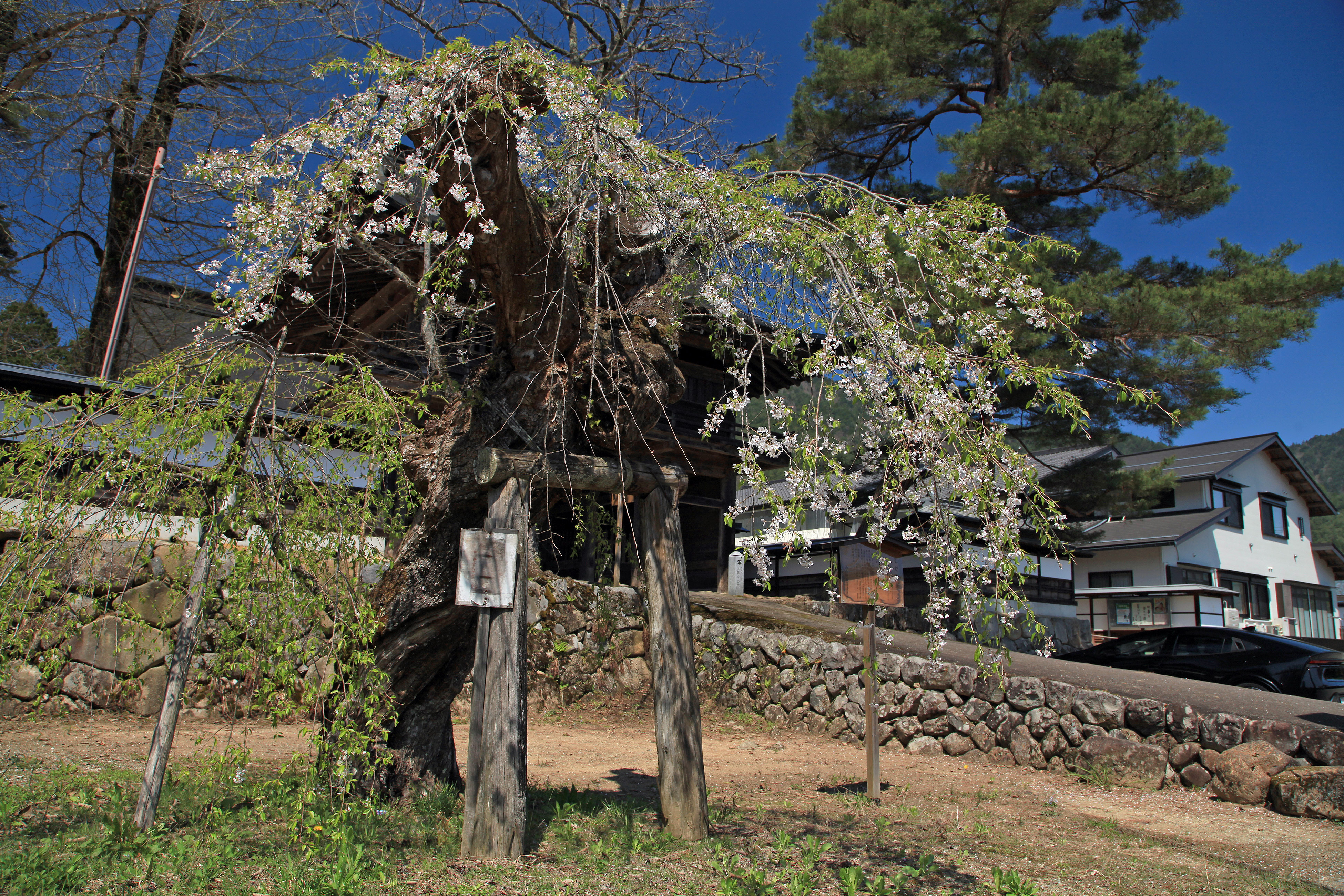 往還寺のしだれ桜