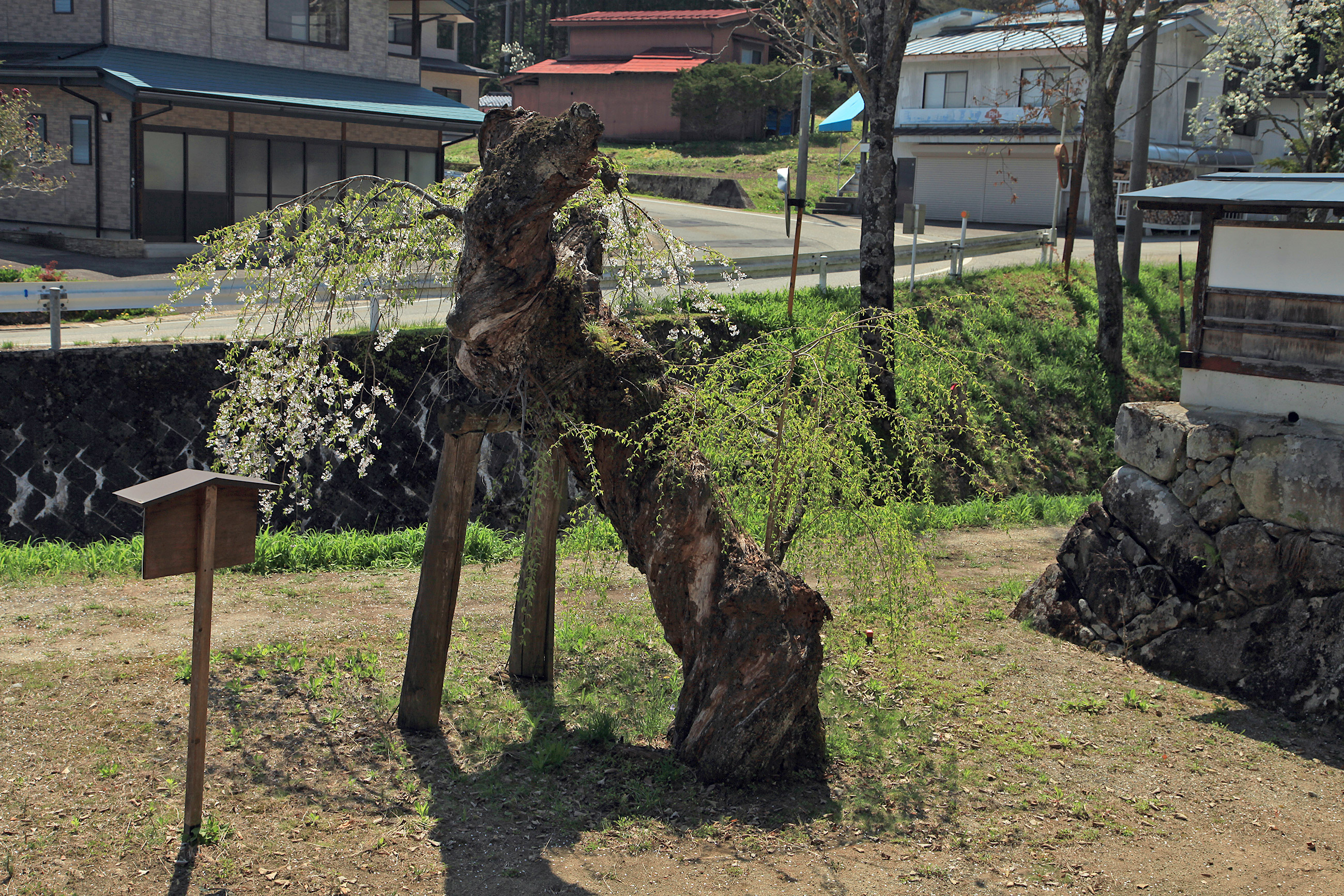 往還寺のしだれ桜
