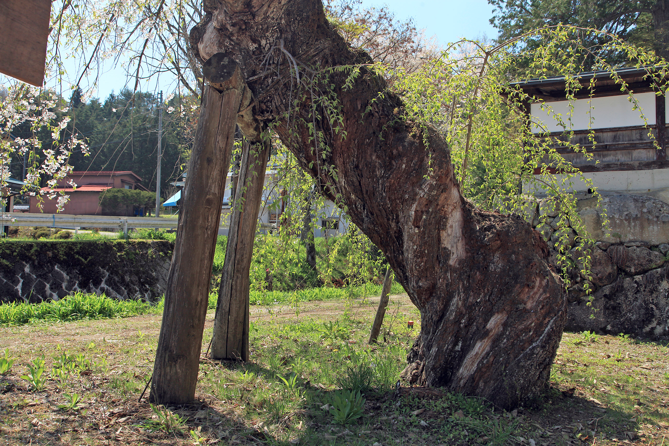 往還寺のしだれ桜
