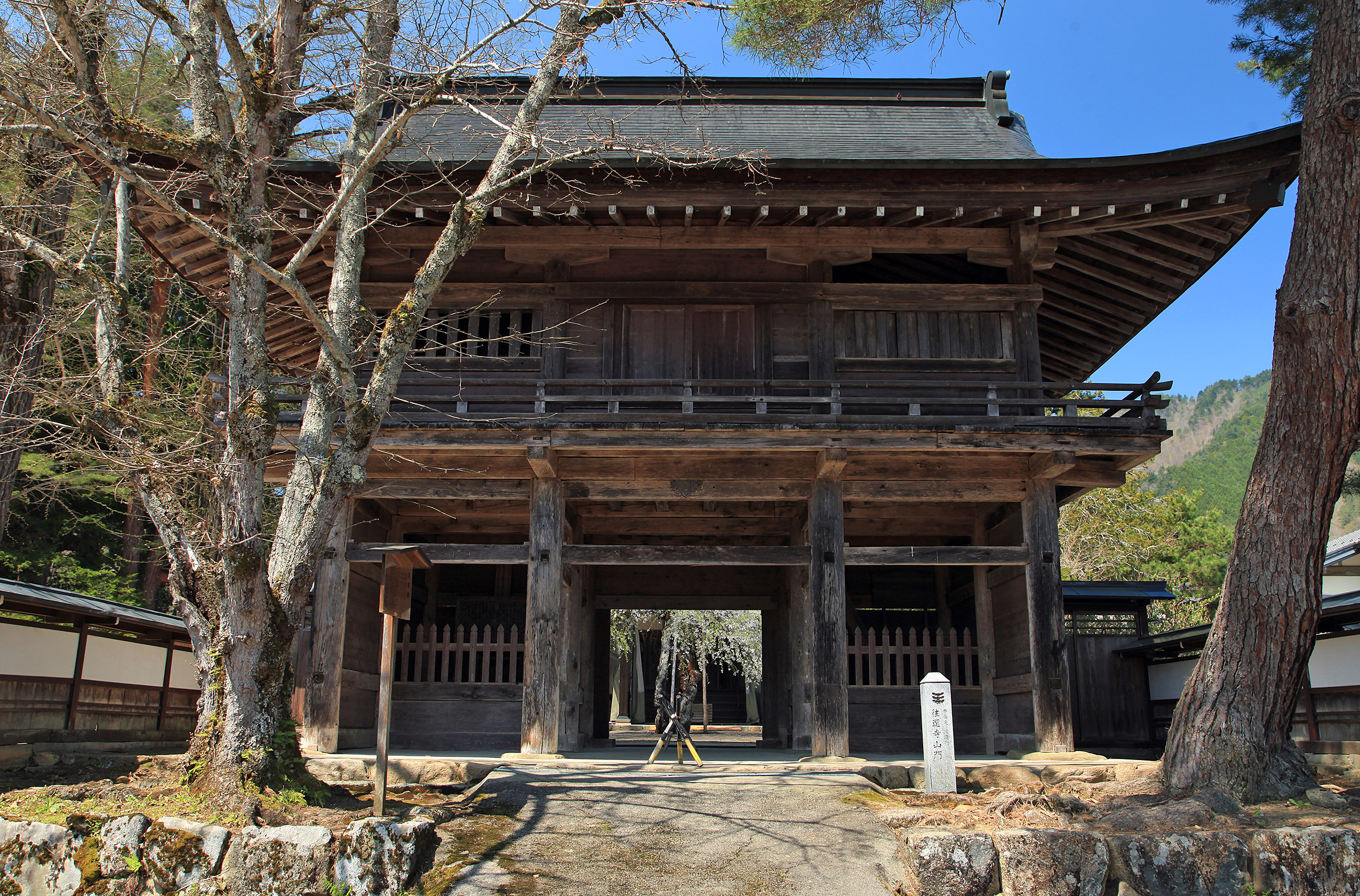 往還寺のしだれ桜