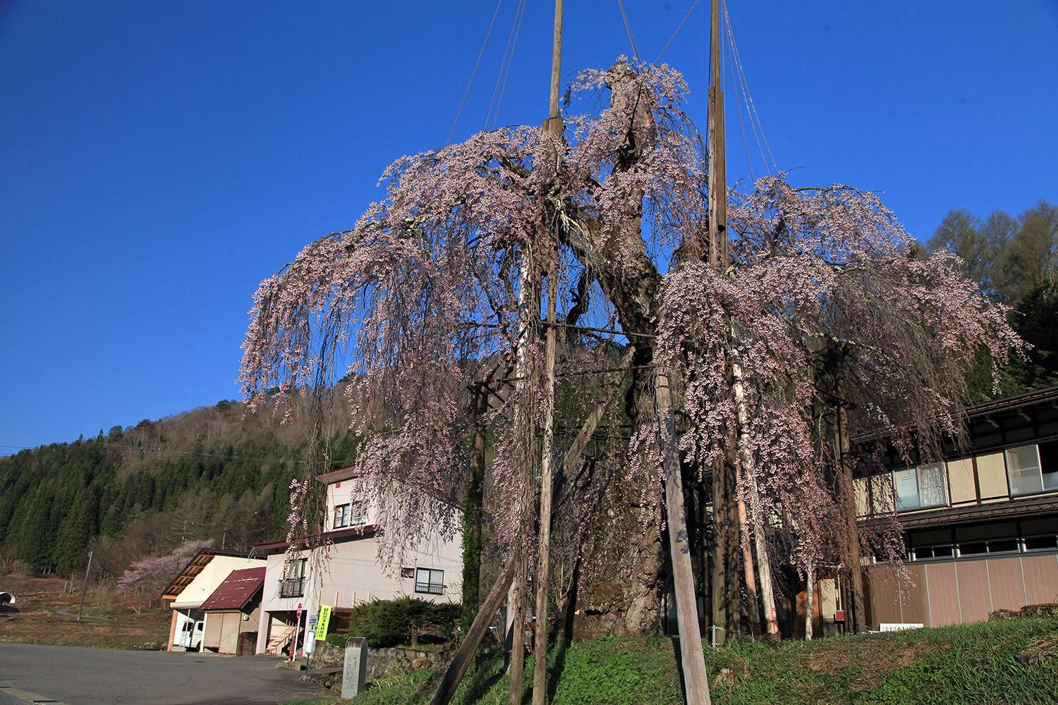 西光寺のしだれ桜