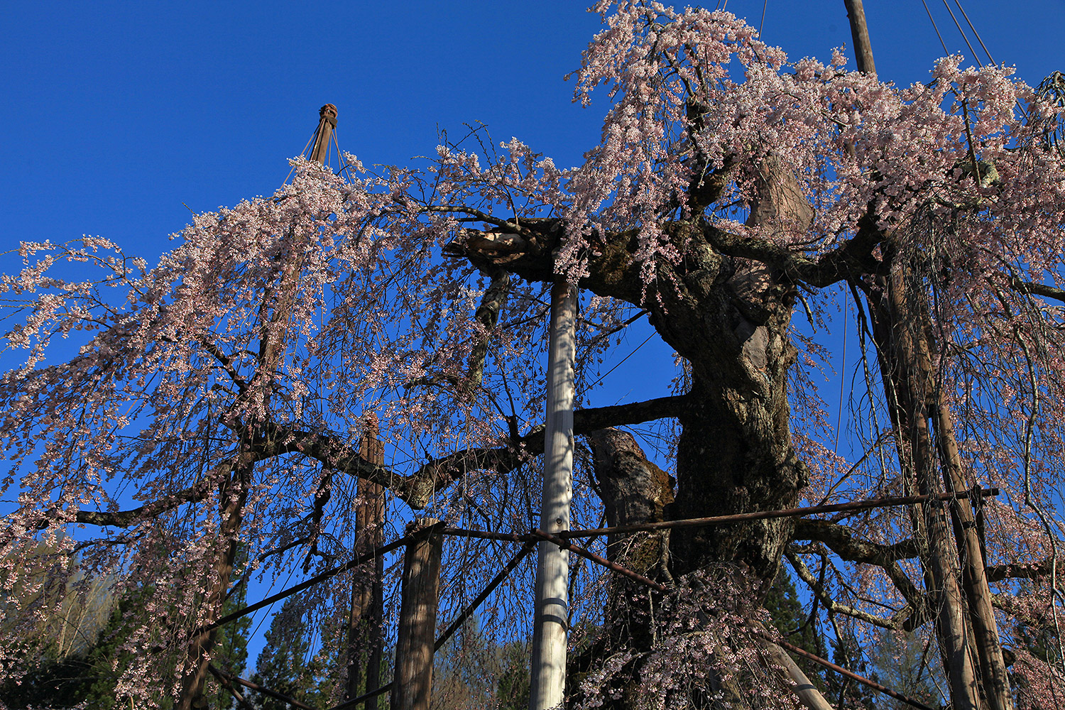 西光寺のしだれ桜