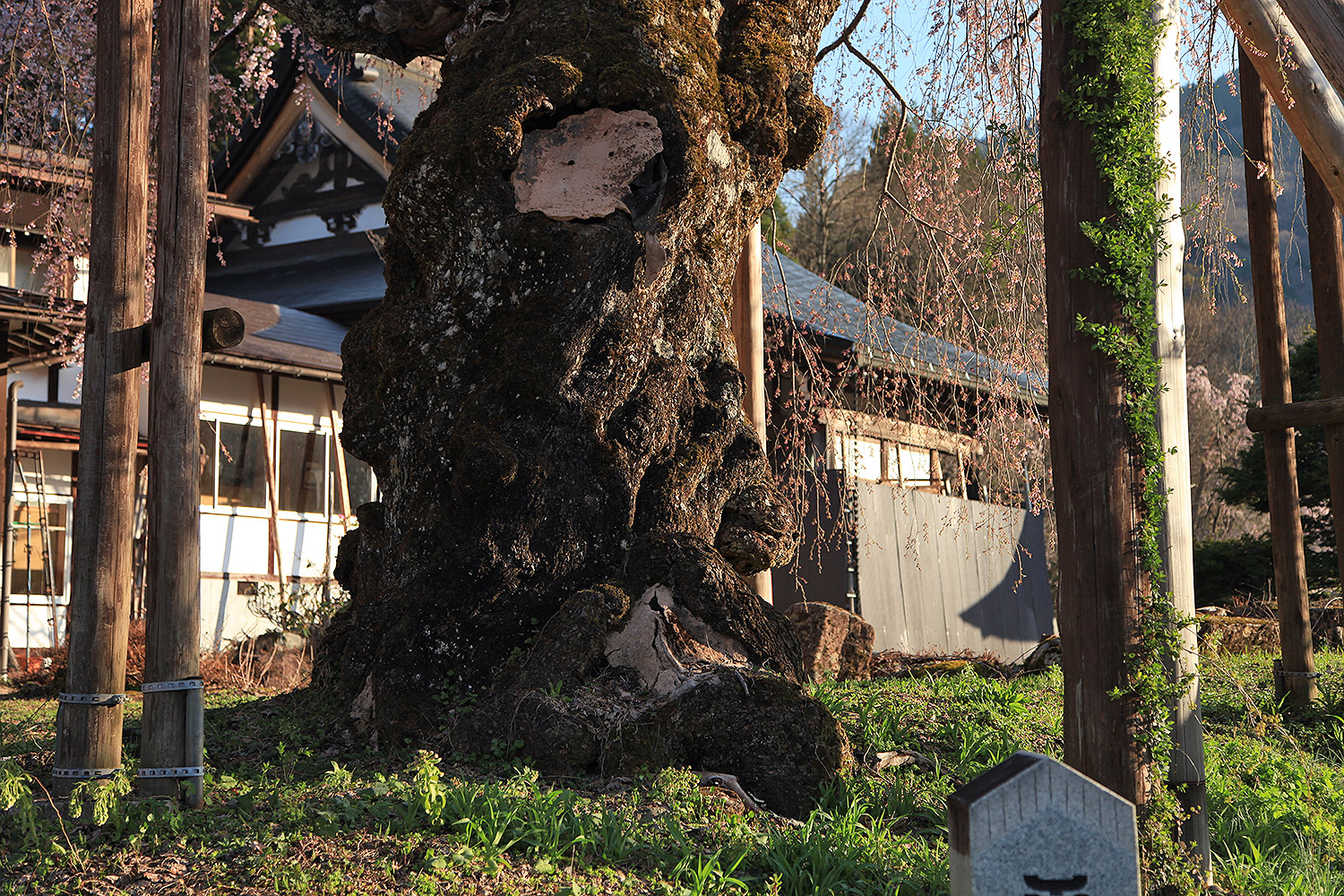 西光寺のしだれ桜