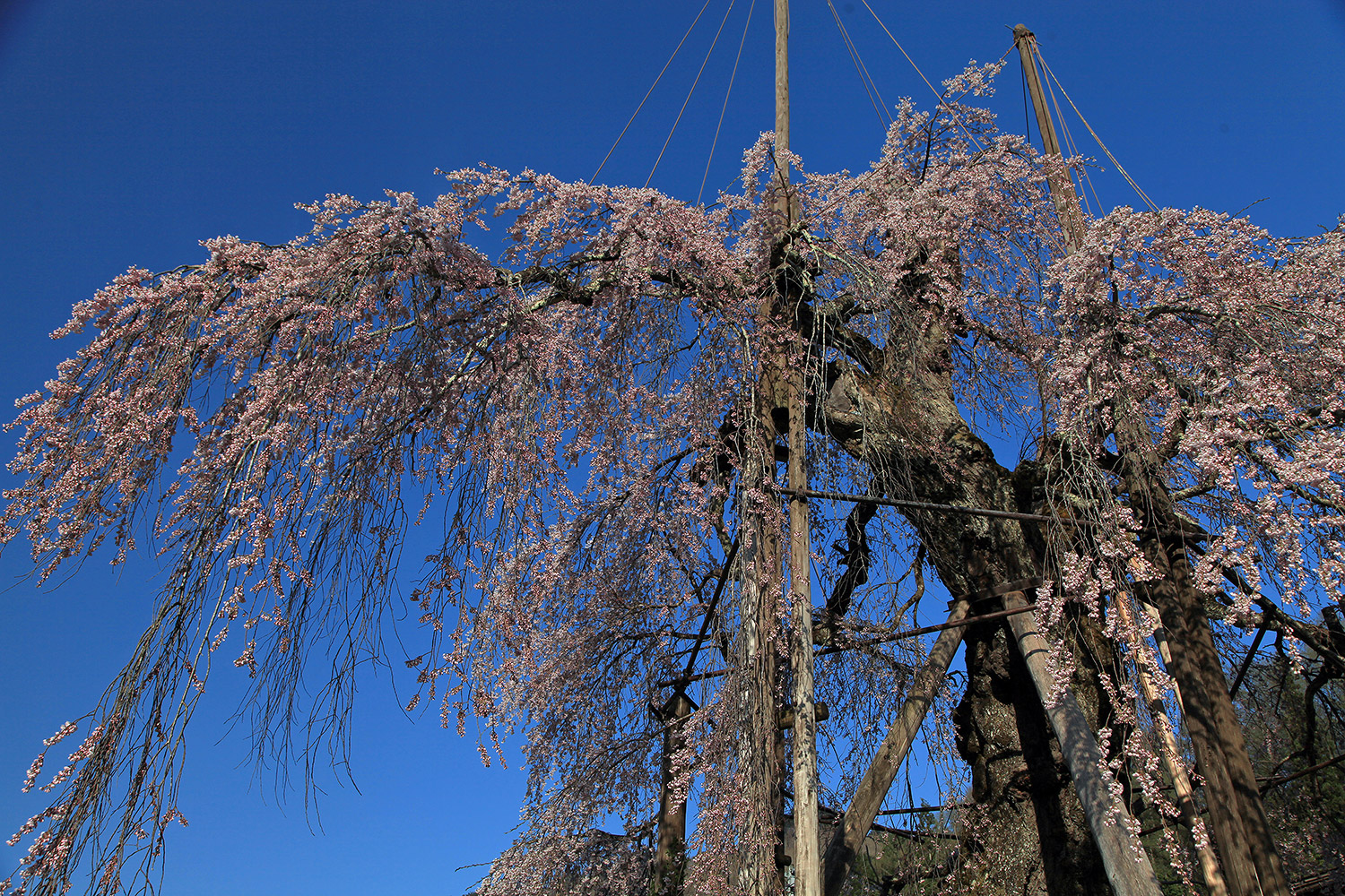 西光寺のしだれ桜