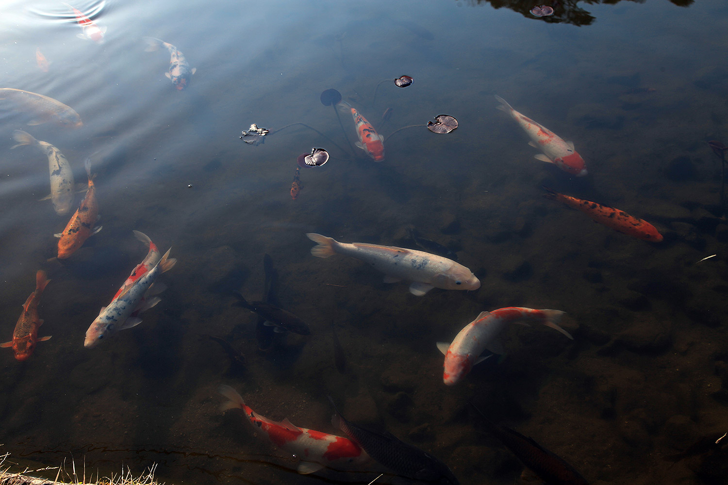西光寺のしだれ桜