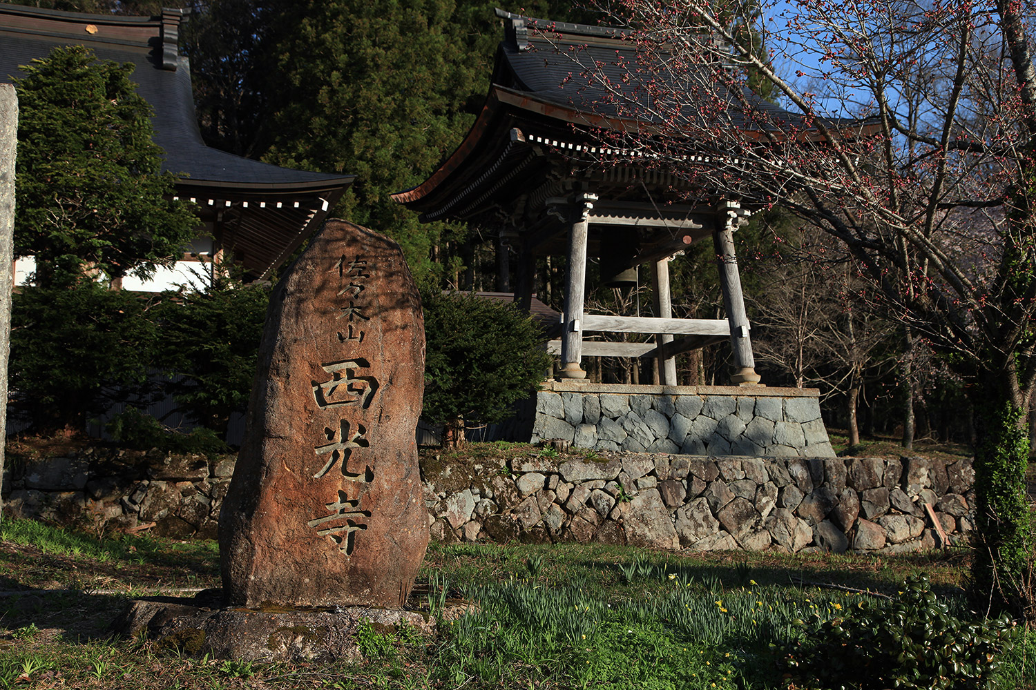 西光寺のしだれ桜