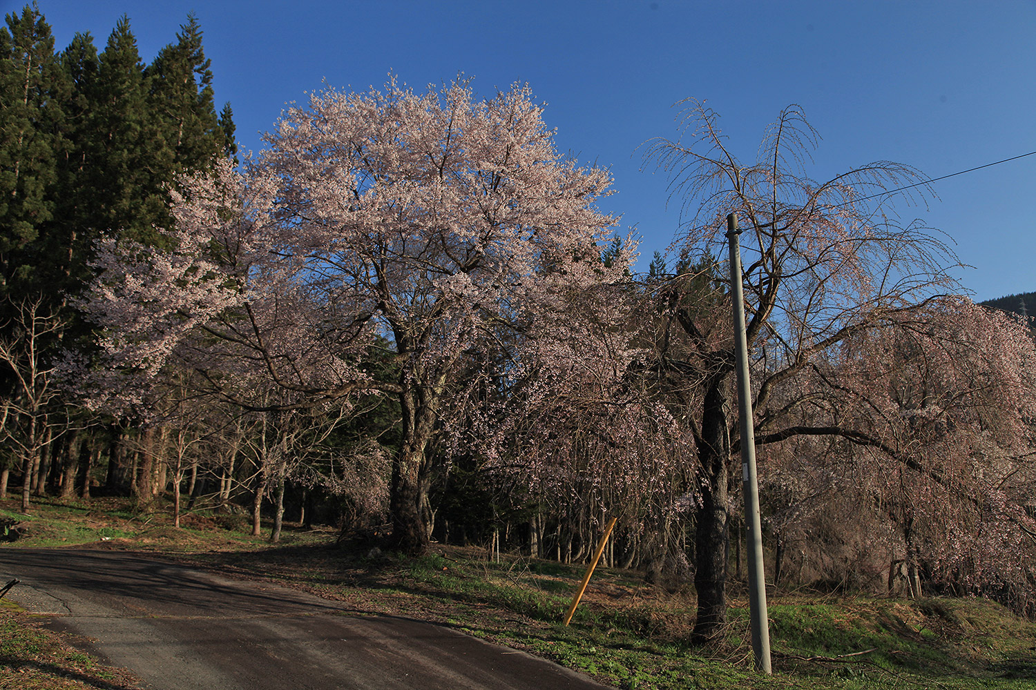 西光寺のしだれ桜