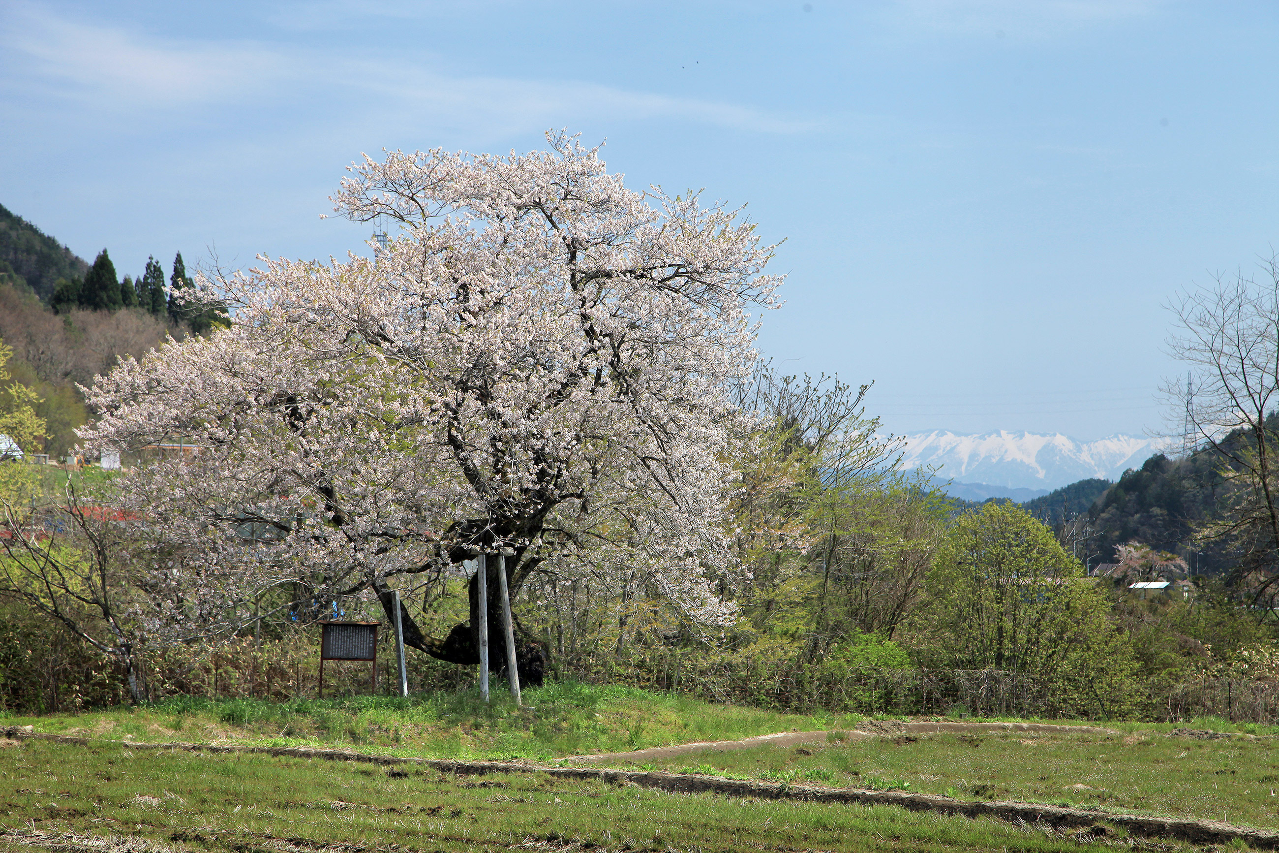 島田の桜