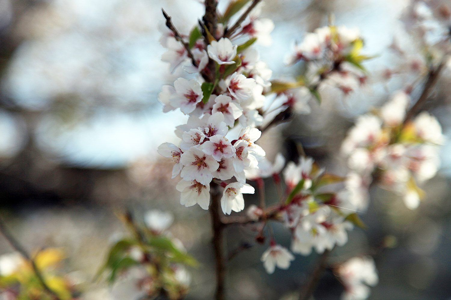 島田の桜