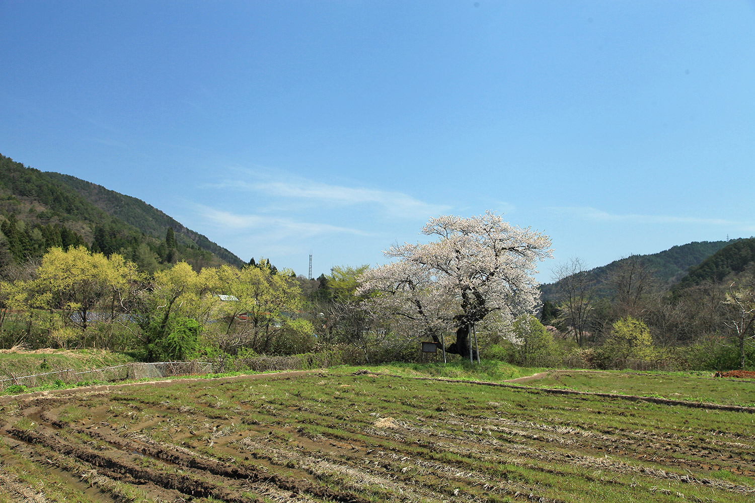 島田の桜