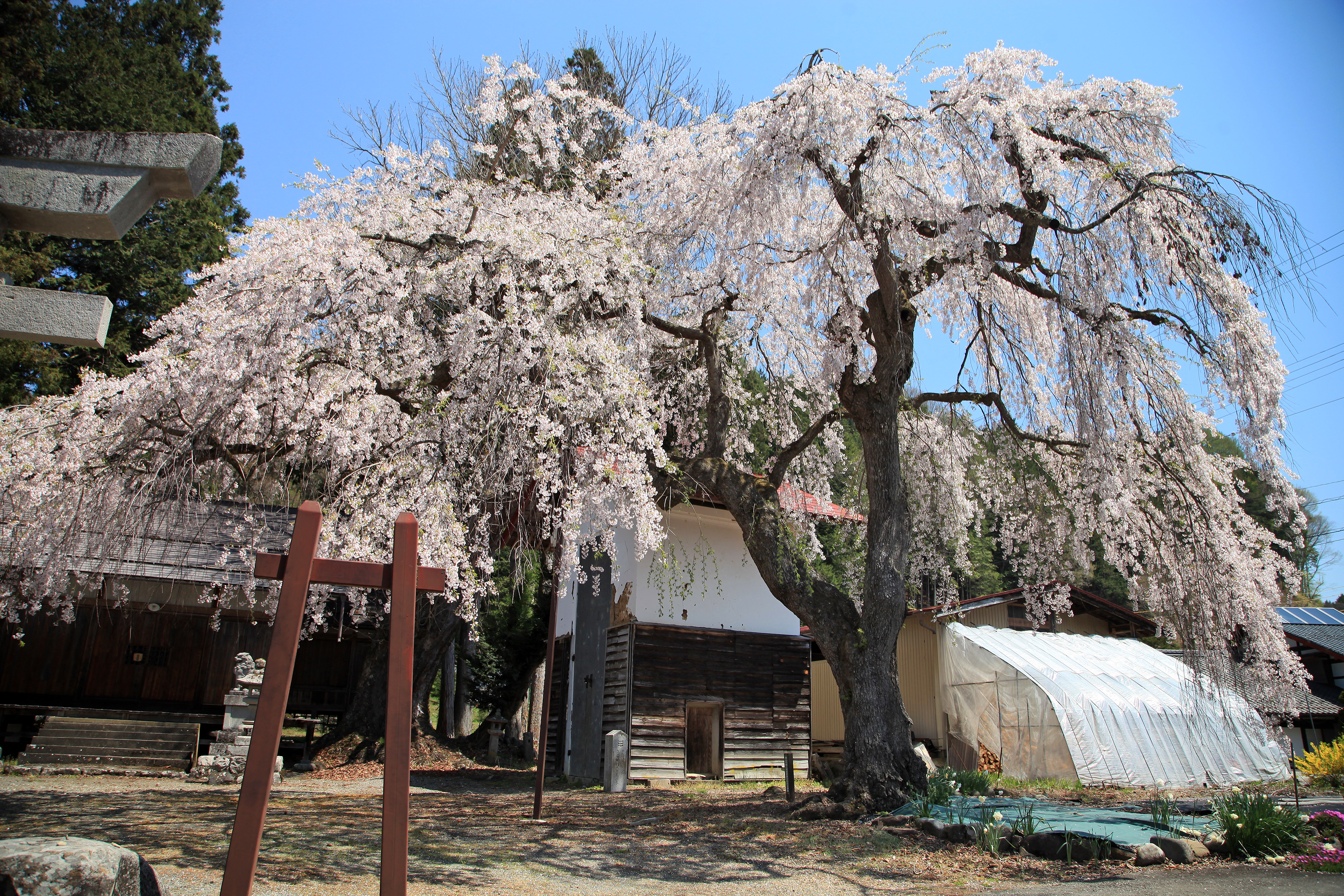 立岩神社のしだれ桜