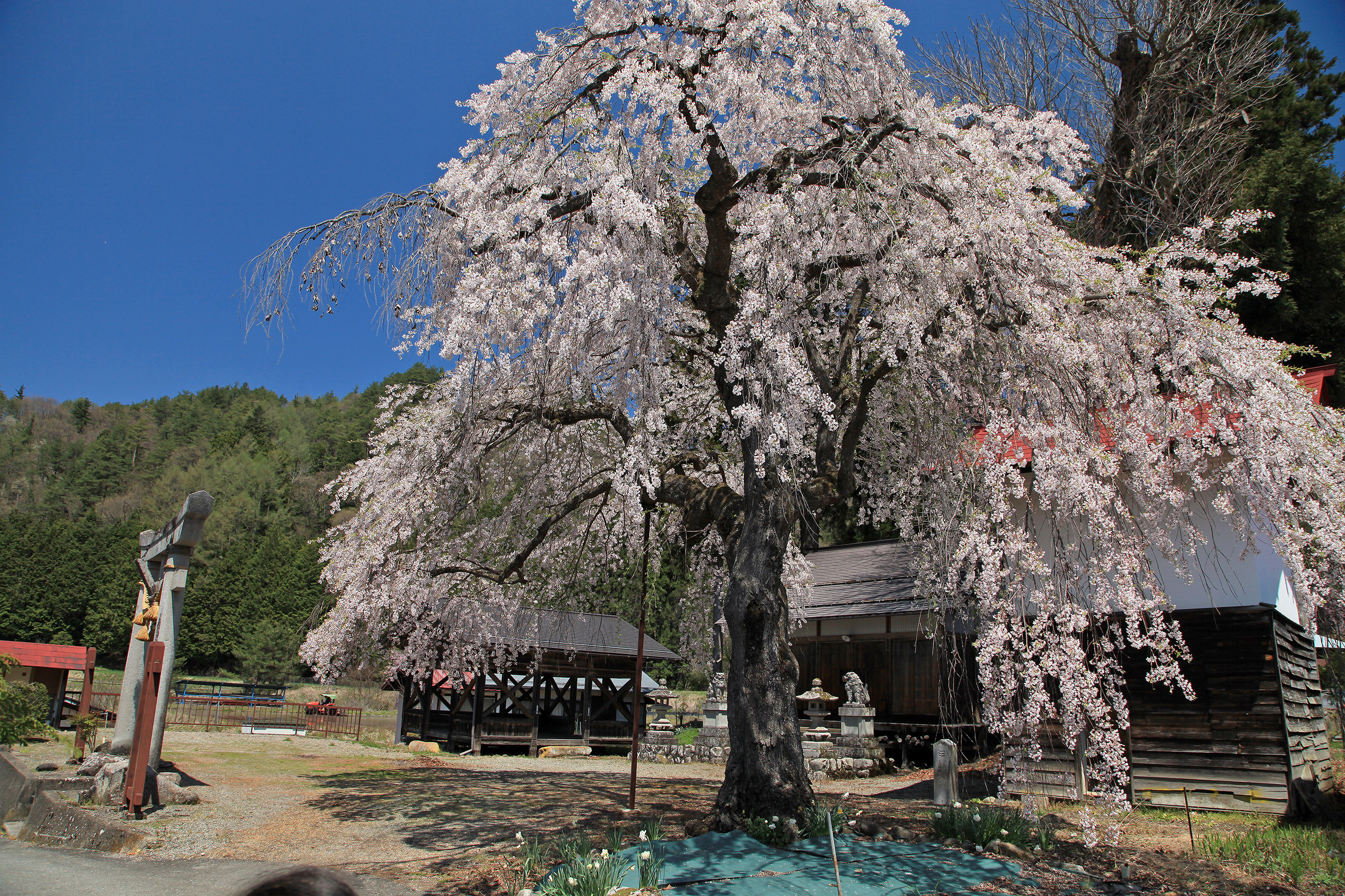 立岩神社のしだれ桜