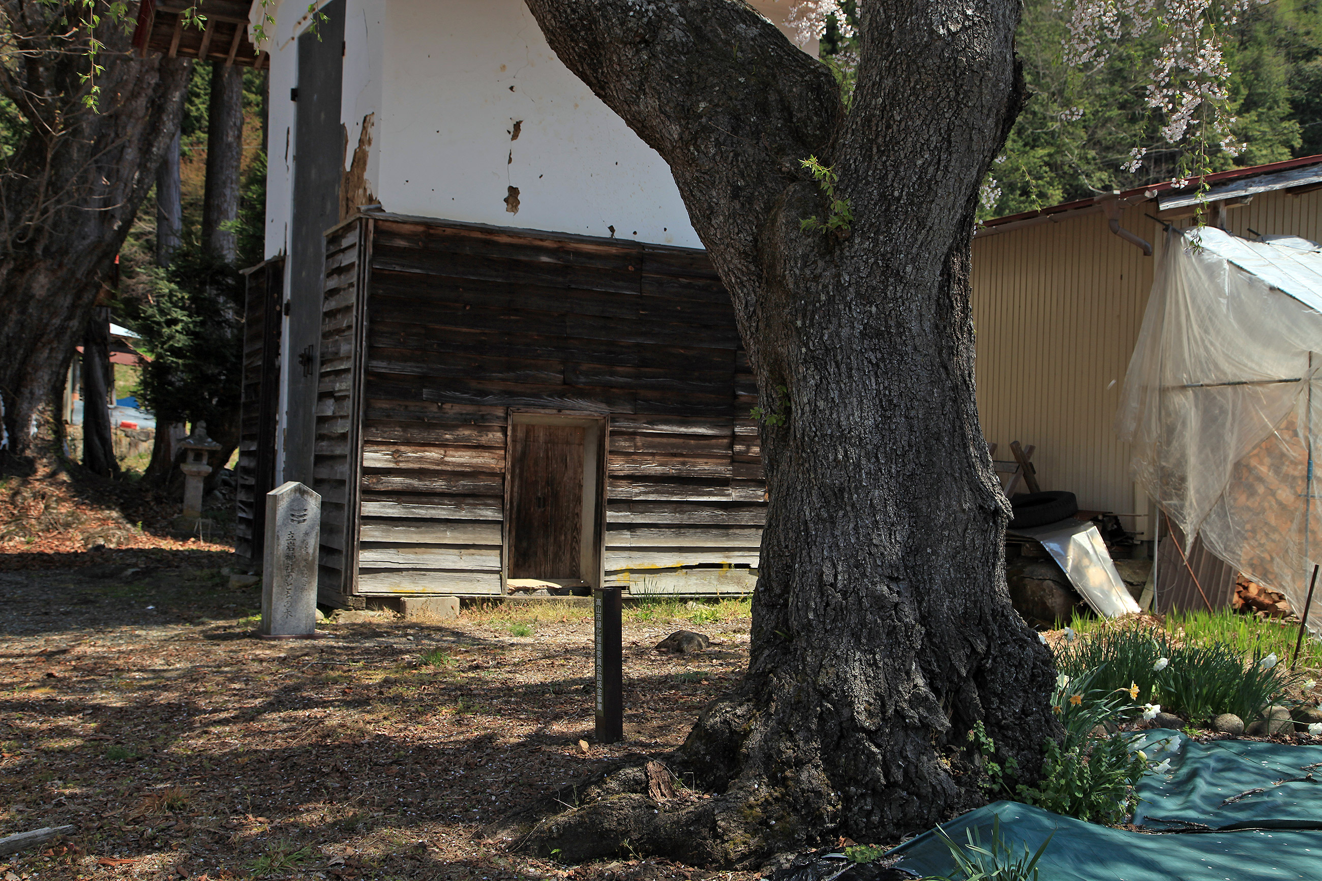 立岩神社のしだれ桜