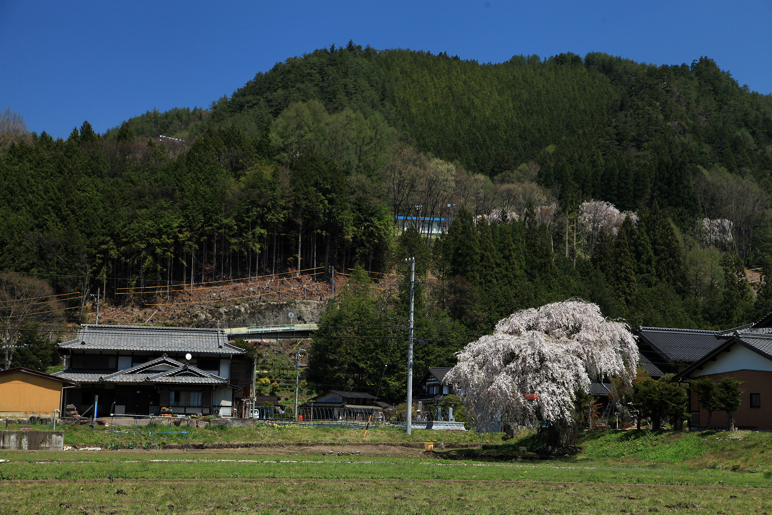 立岩神社のしだれ桜