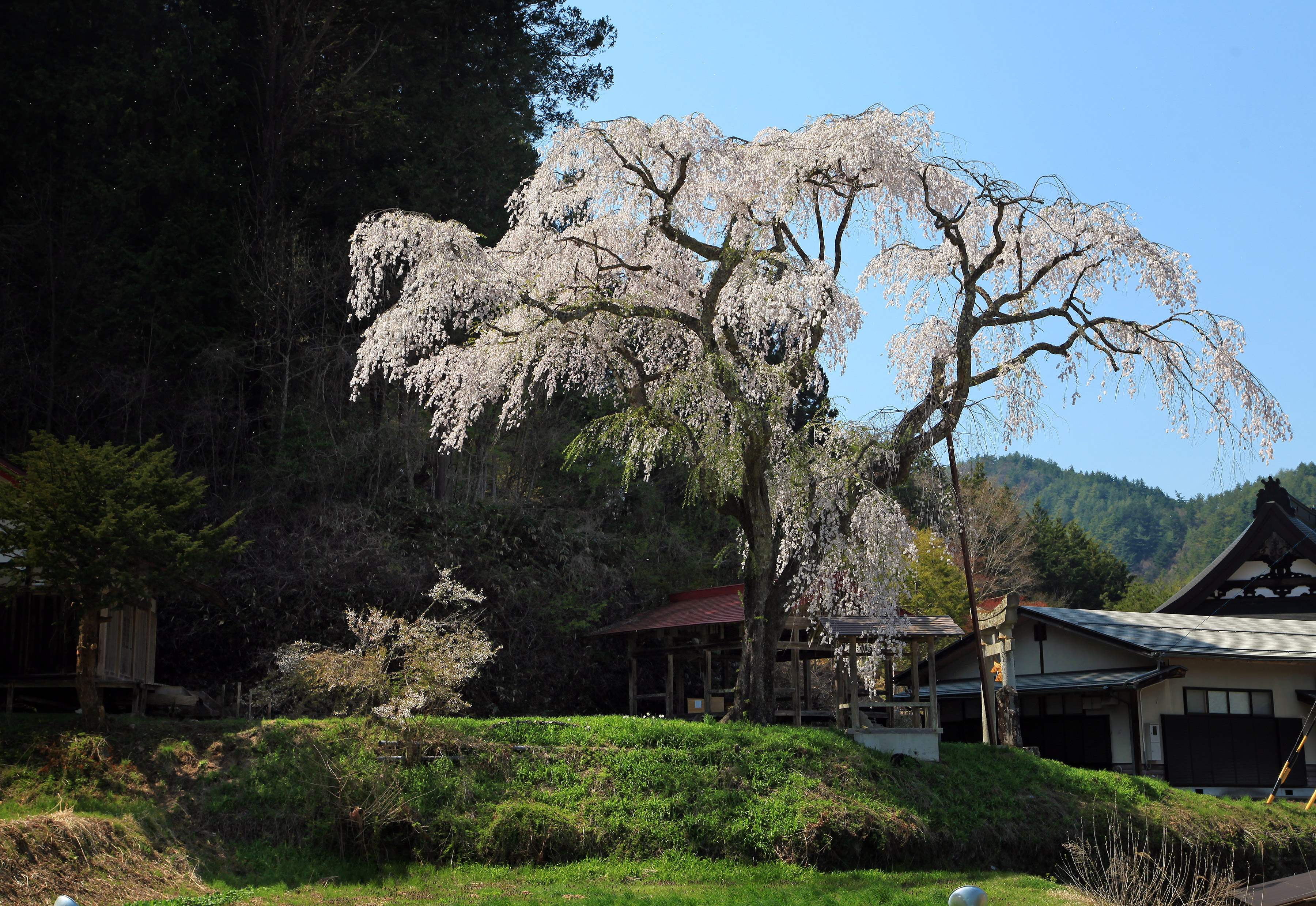 黒川天満神社のしだれ桜