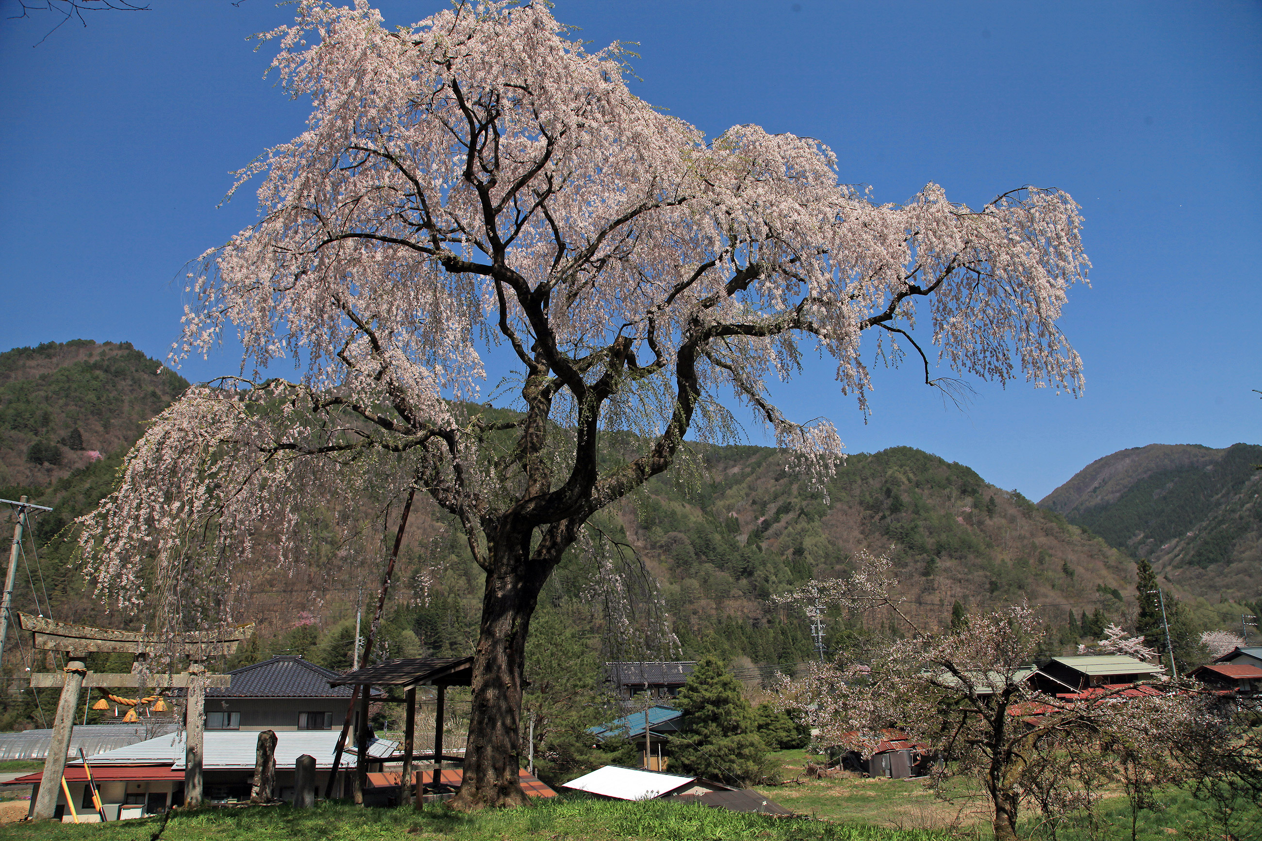 黒川天満神社のしだれ桜