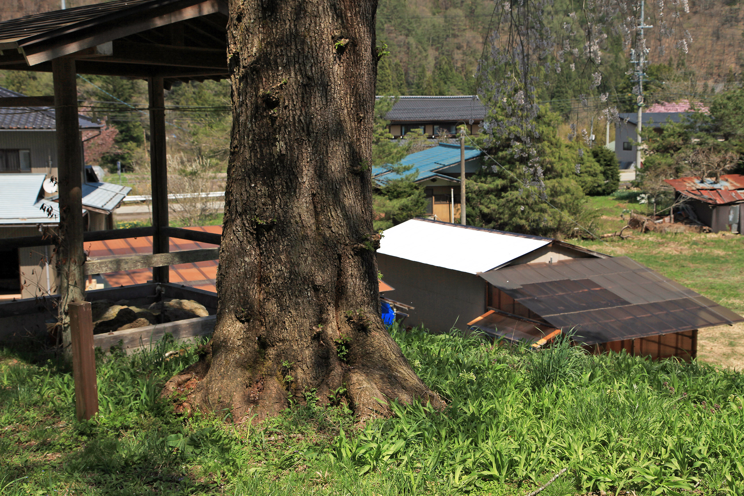 黒川天満神社のしだれ桜