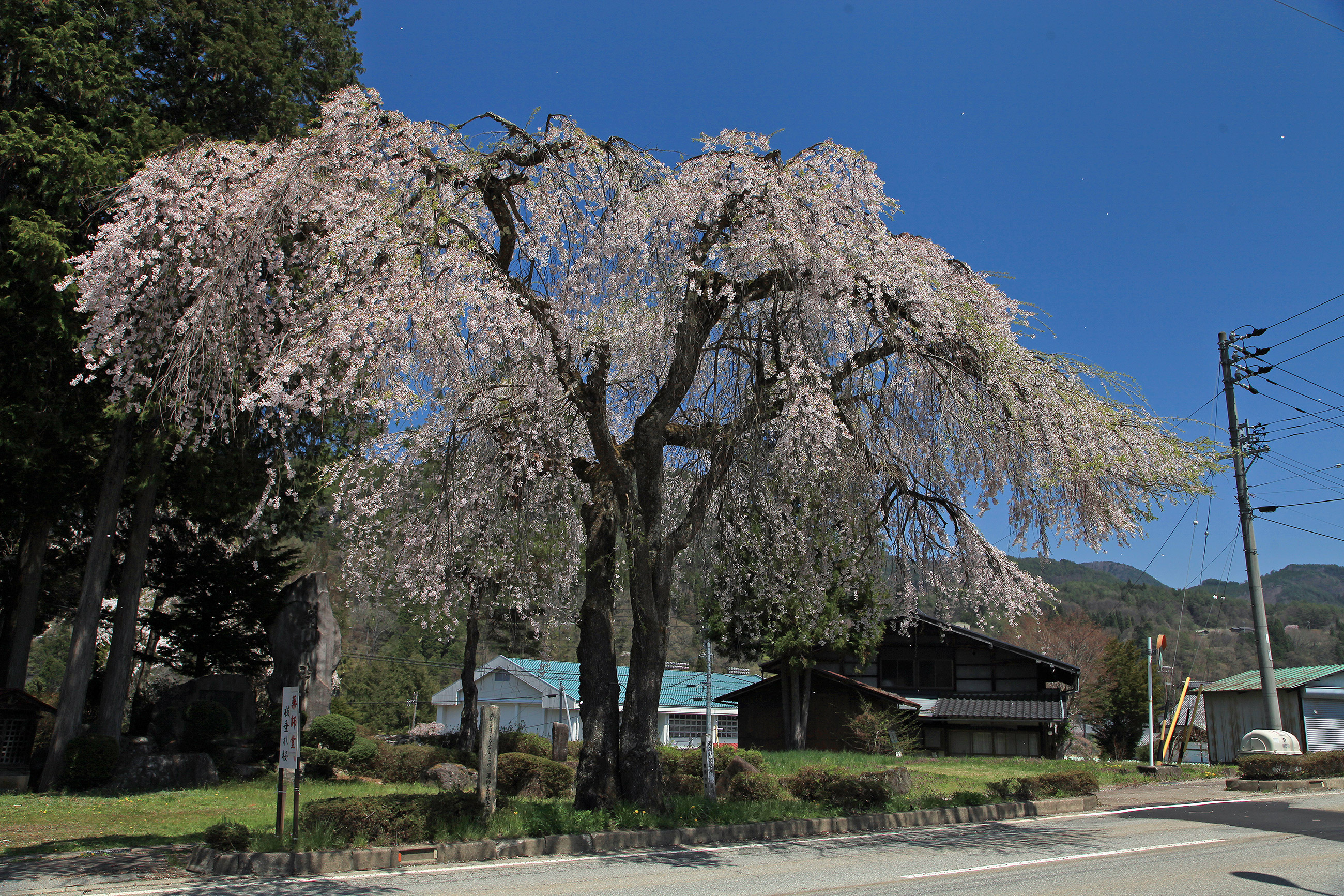 薬師堂のしだれ桜