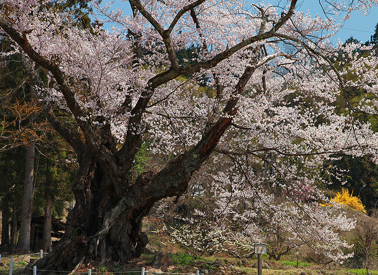 お助け桜