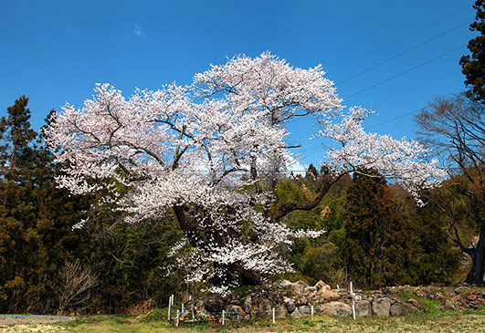 お助け桜