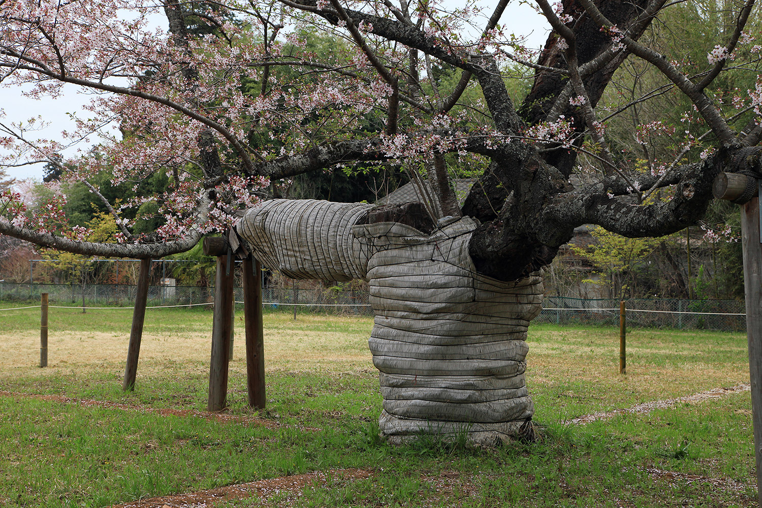 下大津のサクラ