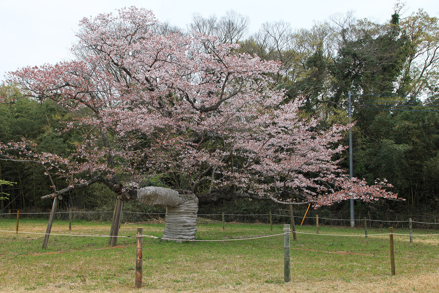 下大津のサクラ