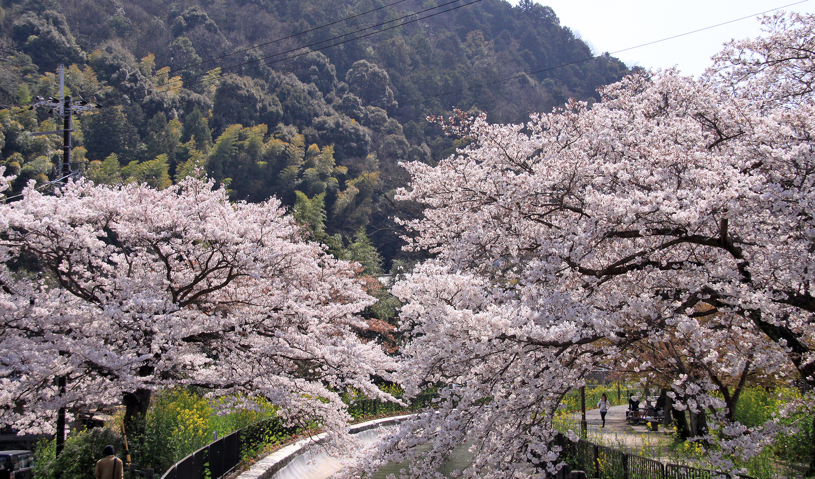 毘沙門堂 般若桜