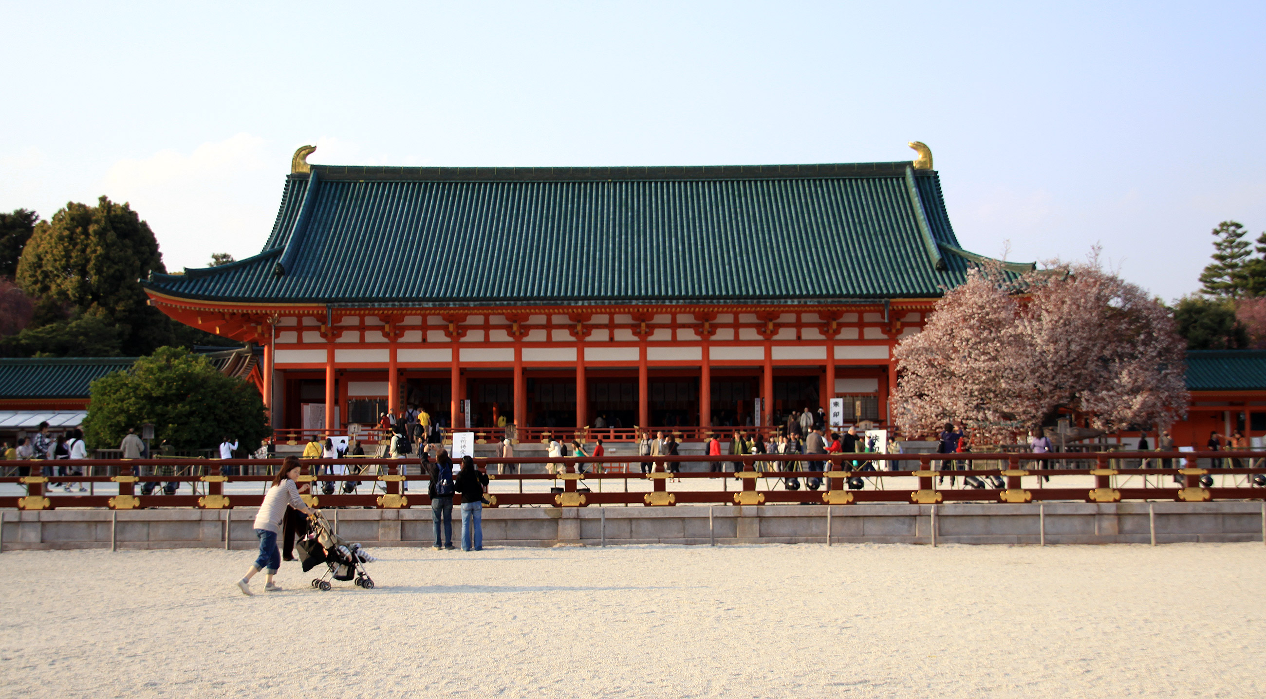 平安神宮 左近の桜 