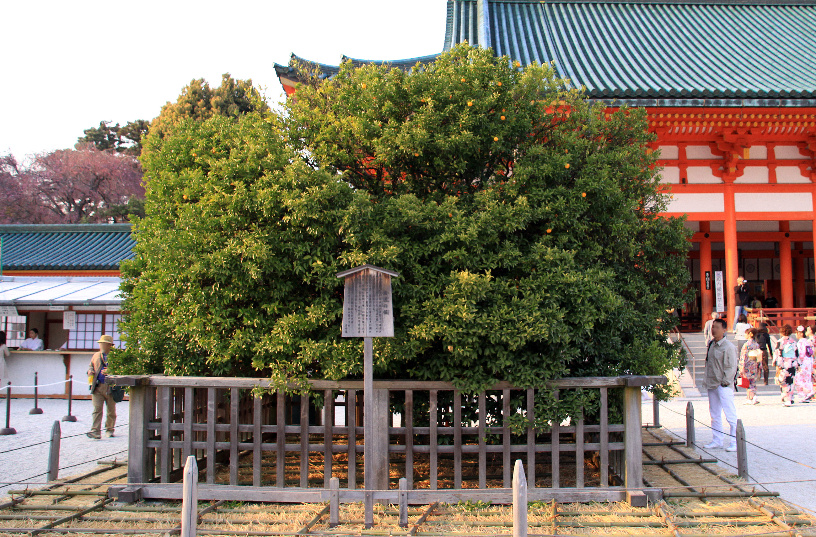 平安神宮 左近の桜 