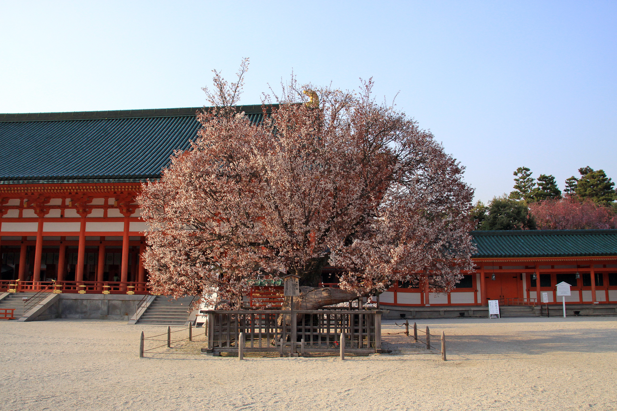 平安神宮 左近の桜 