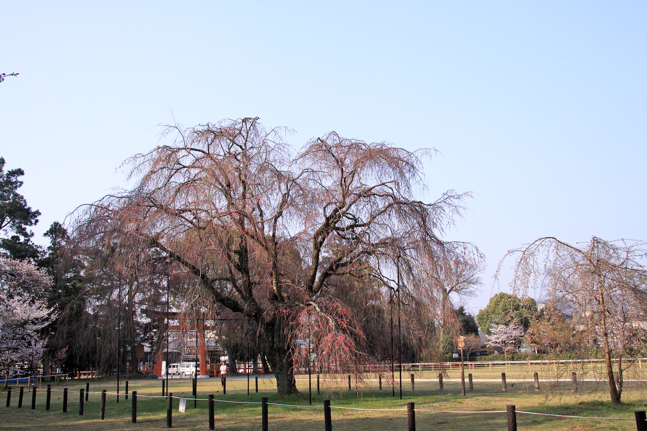 上賀茂神社 斎王桜 