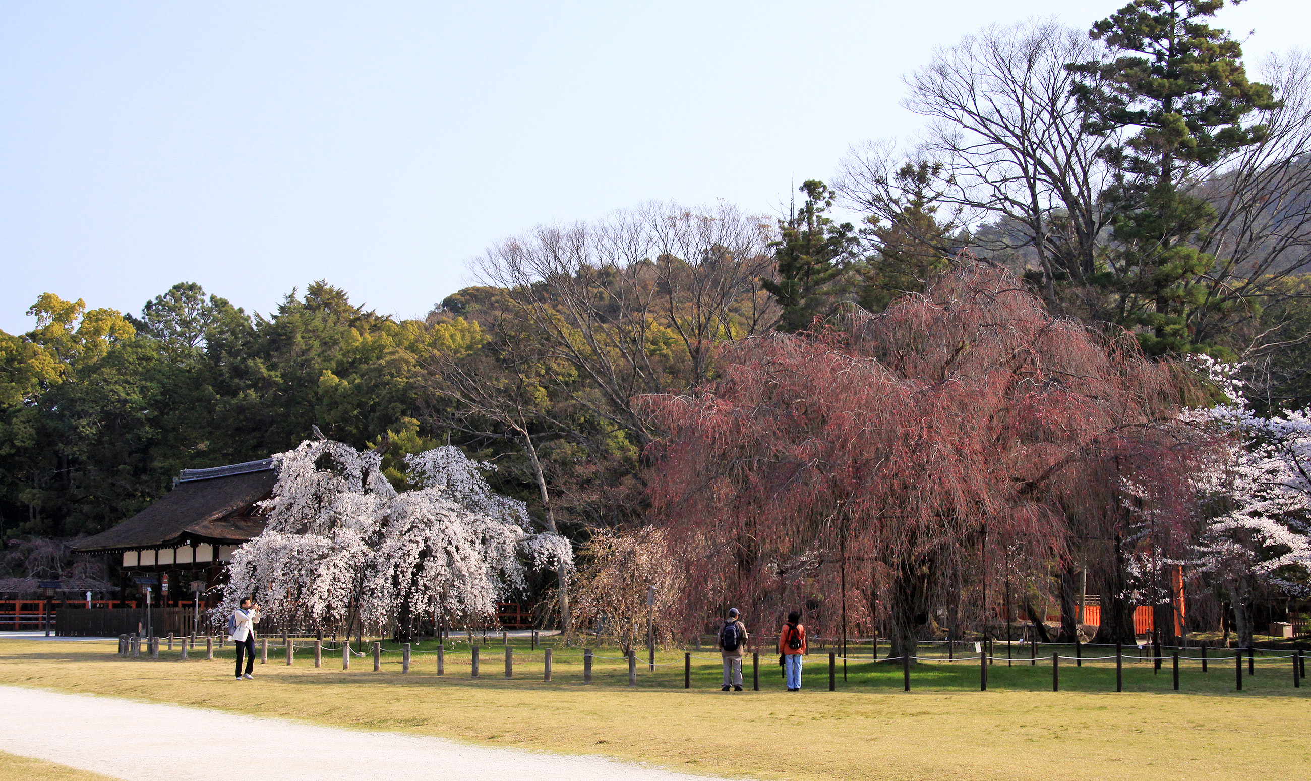 上賀茂神社 斎王桜 