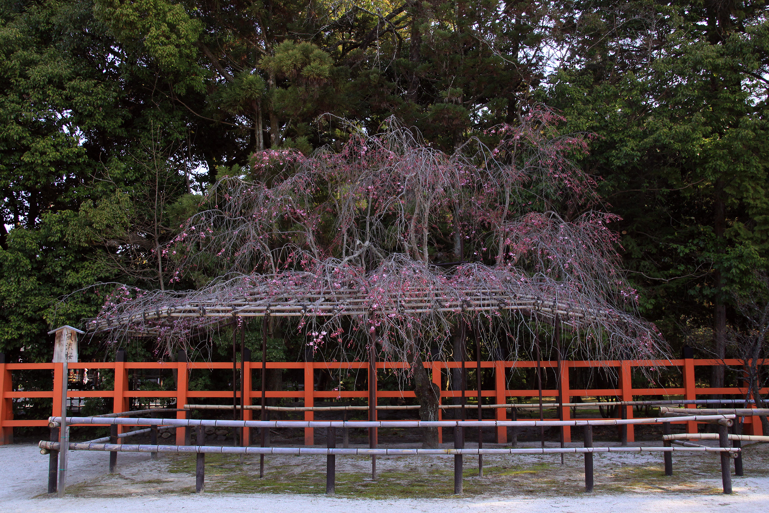 上賀茂神社 御所桜