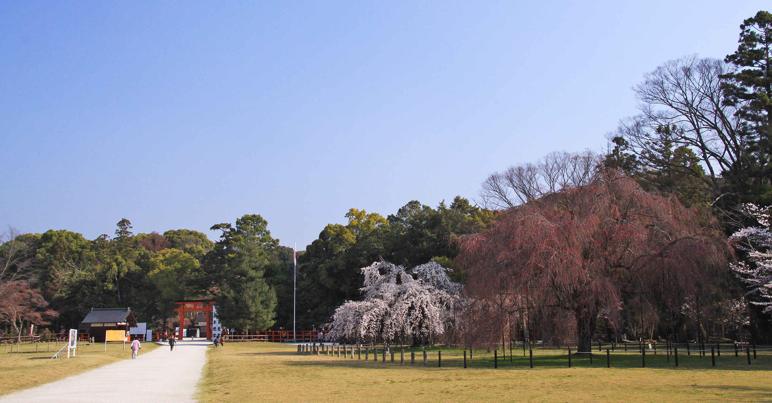 上賀茂神社 御所桜
