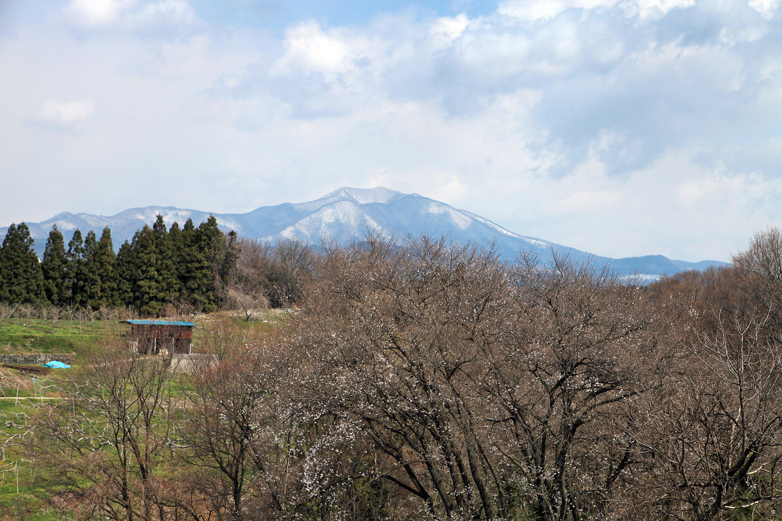 荒古のエドヒガン 
