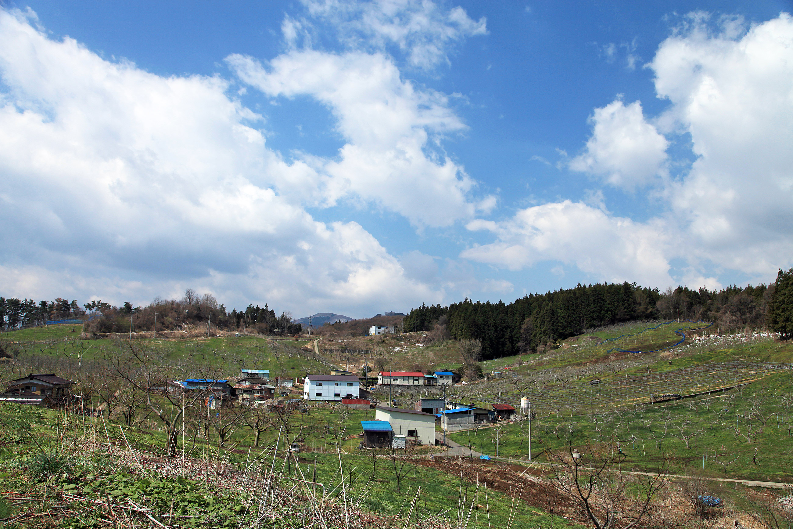 荒古のエドヒガン 