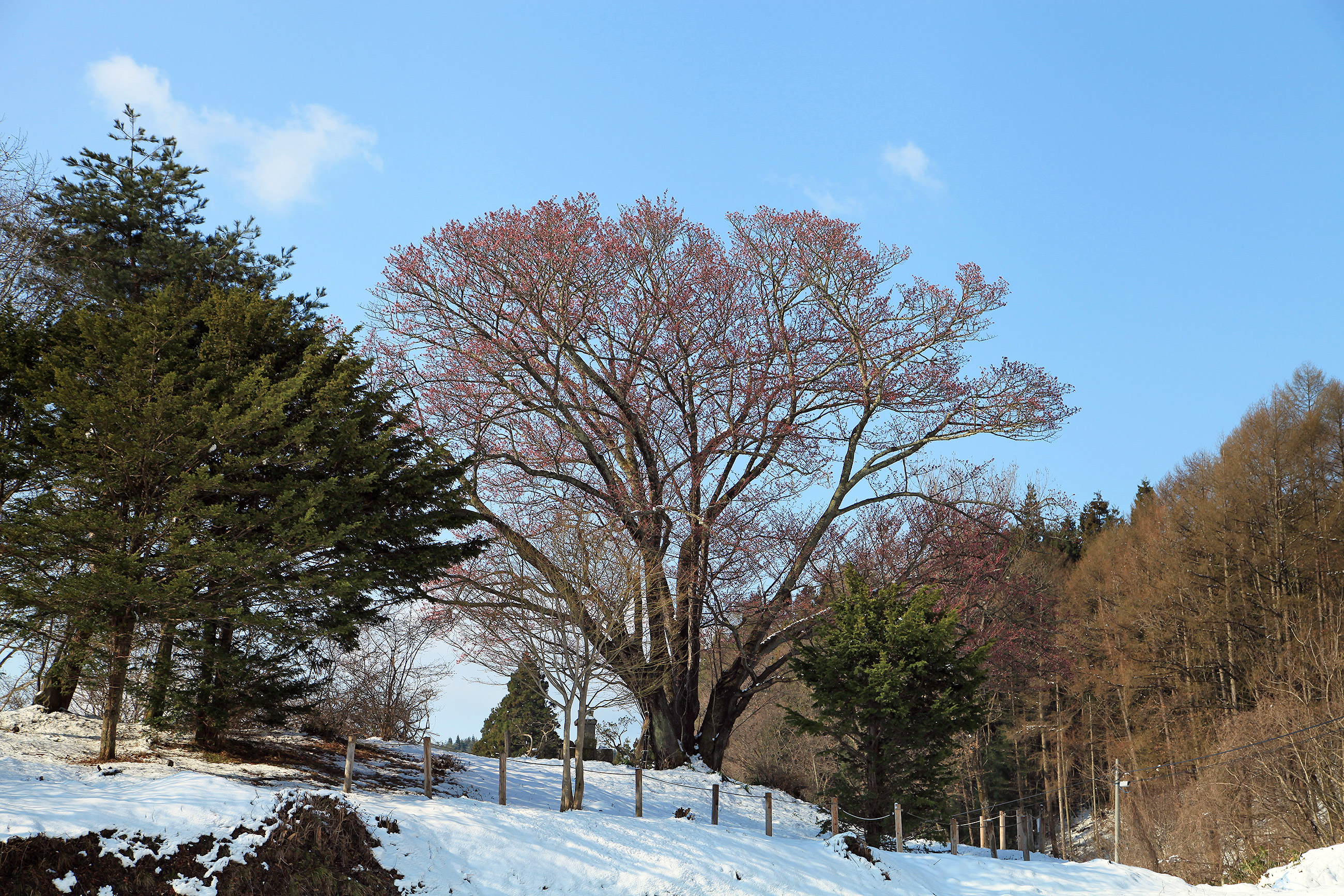 地蔵久保のオオヤマザクラ 