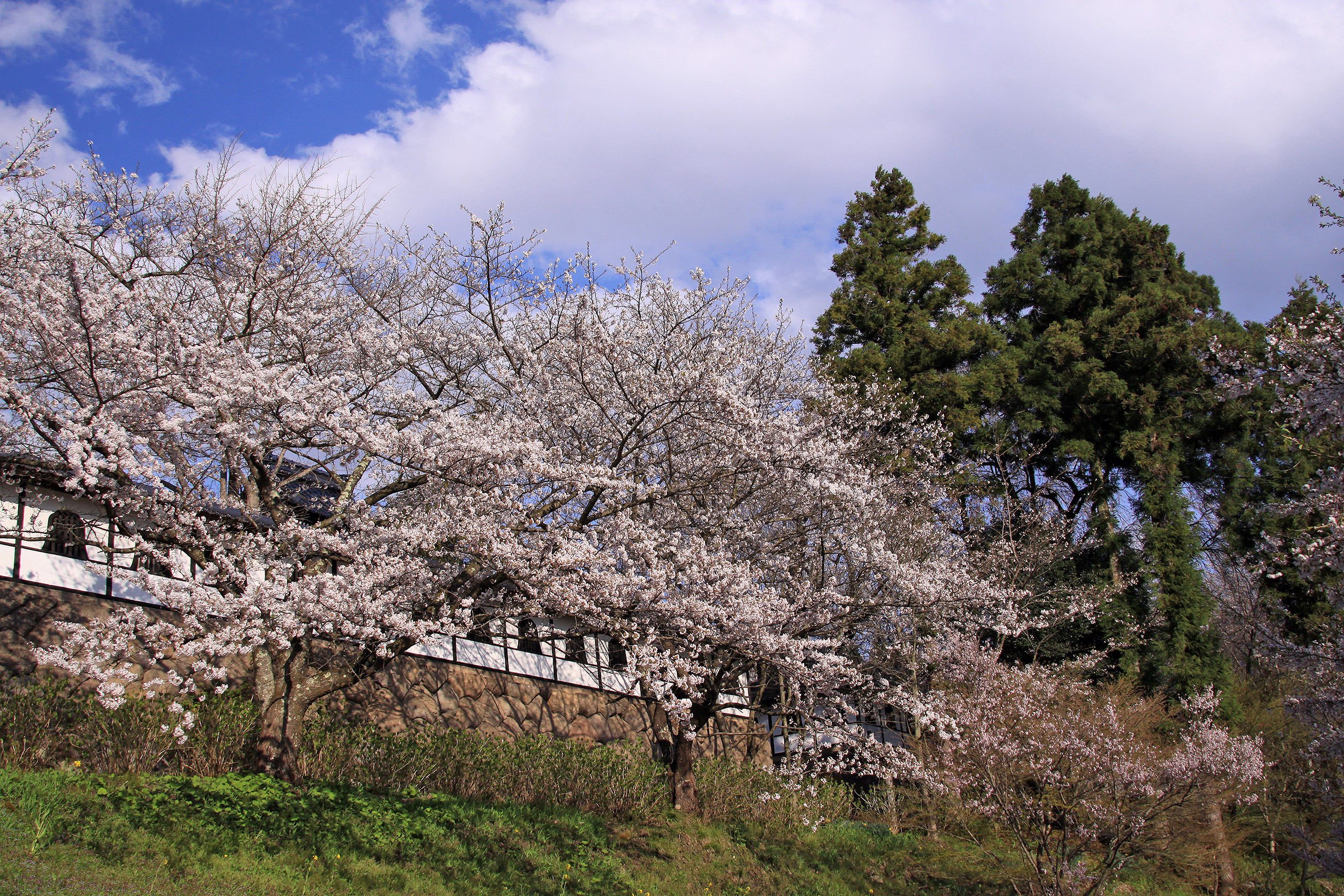 谷厳寺のしだれ桜 