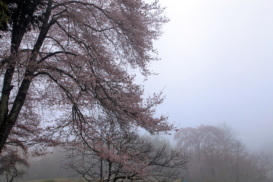 小松原の桜