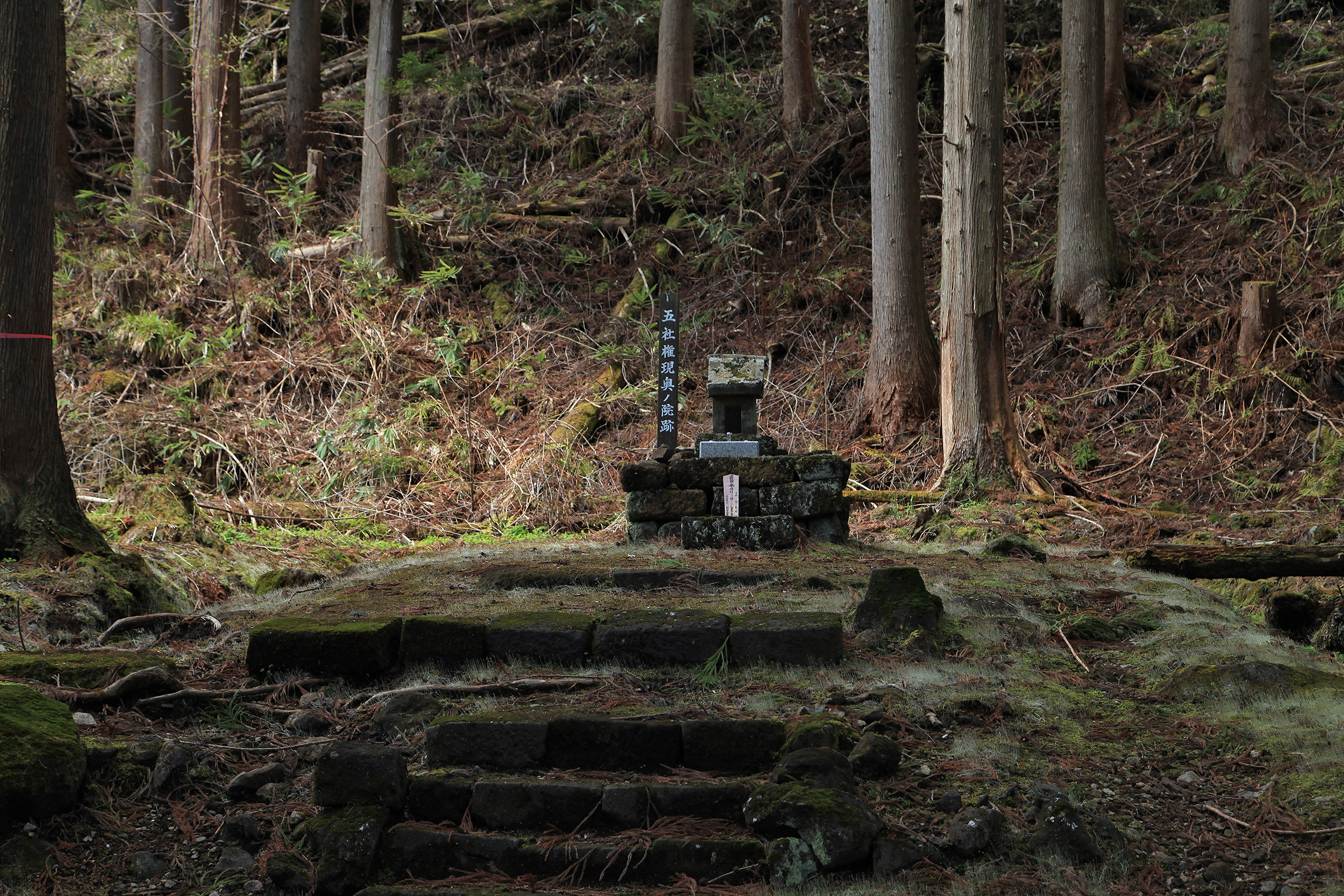霊仙寺跡　御神木の桜 