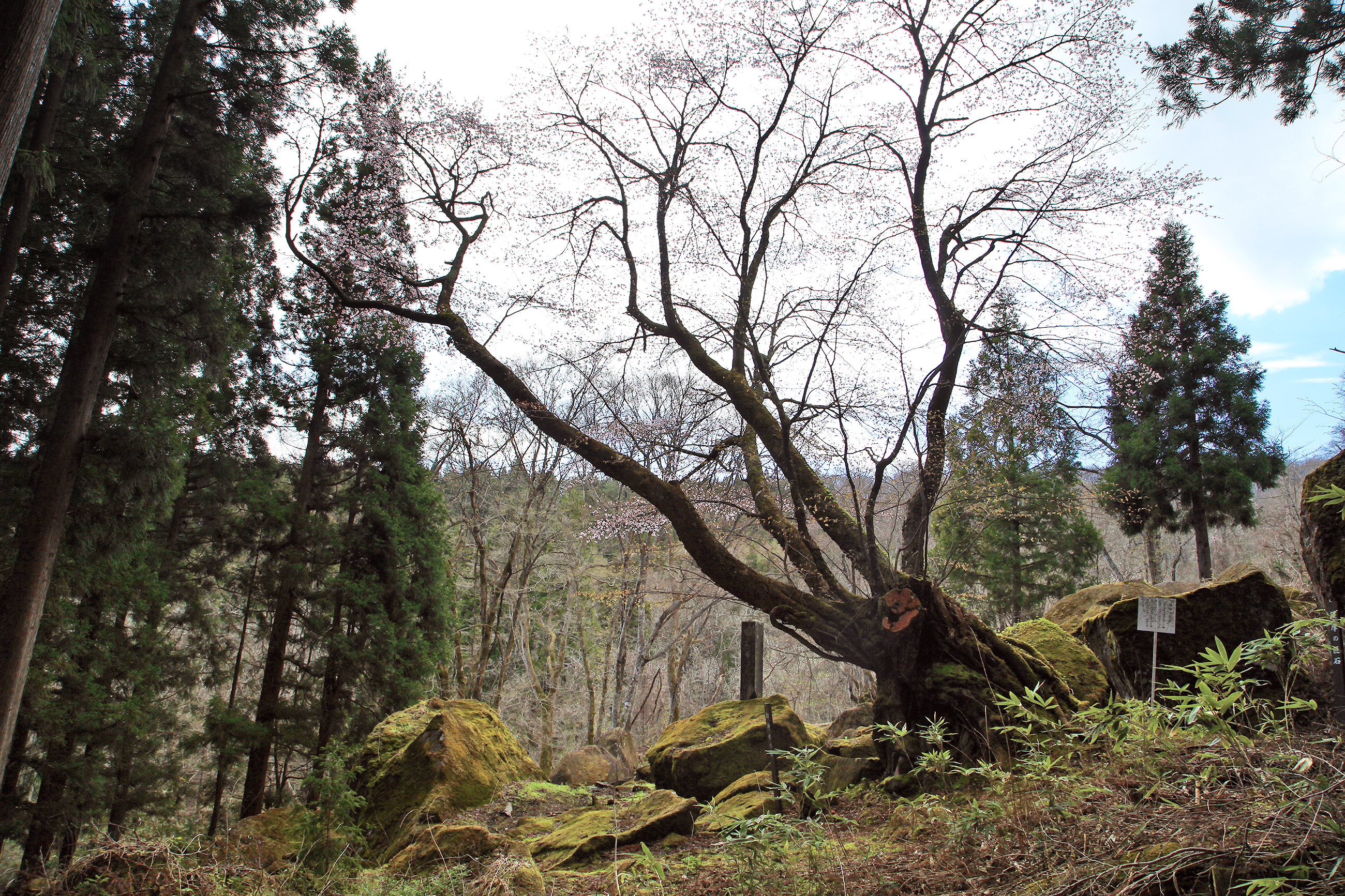 霊仙寺跡　御神木の桜 
