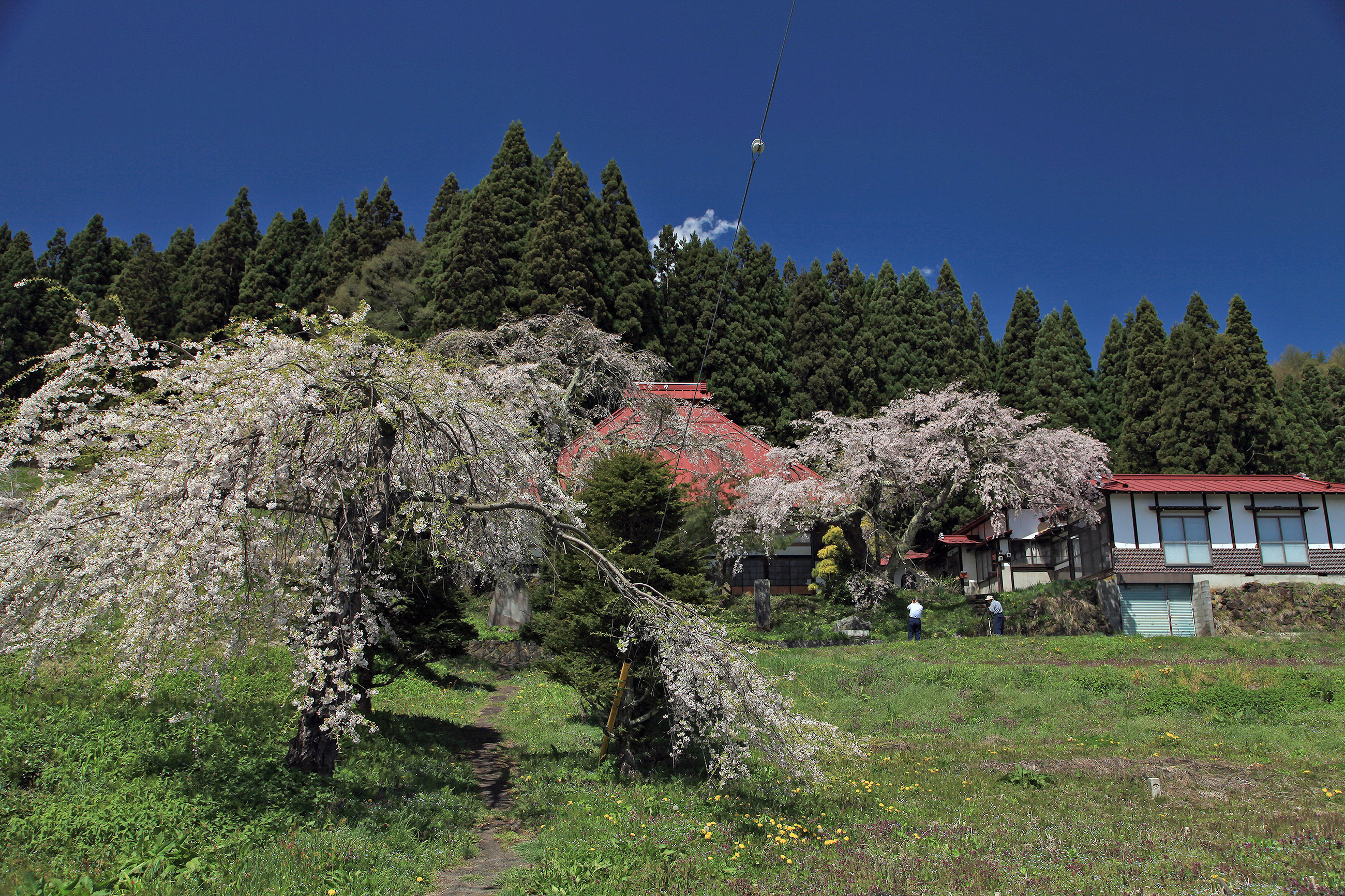 曹源院のしだれ桜 
