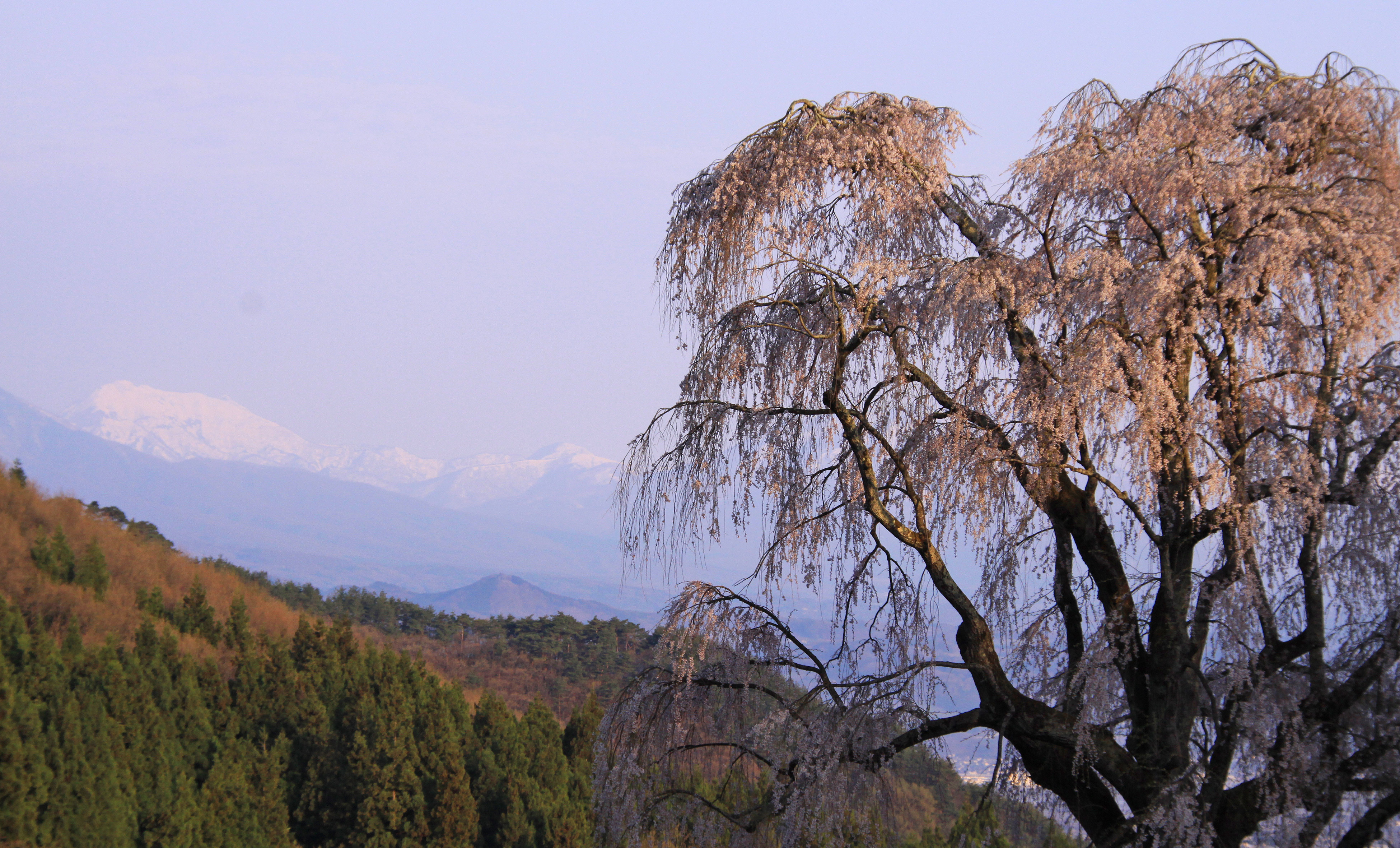 高山村の桜