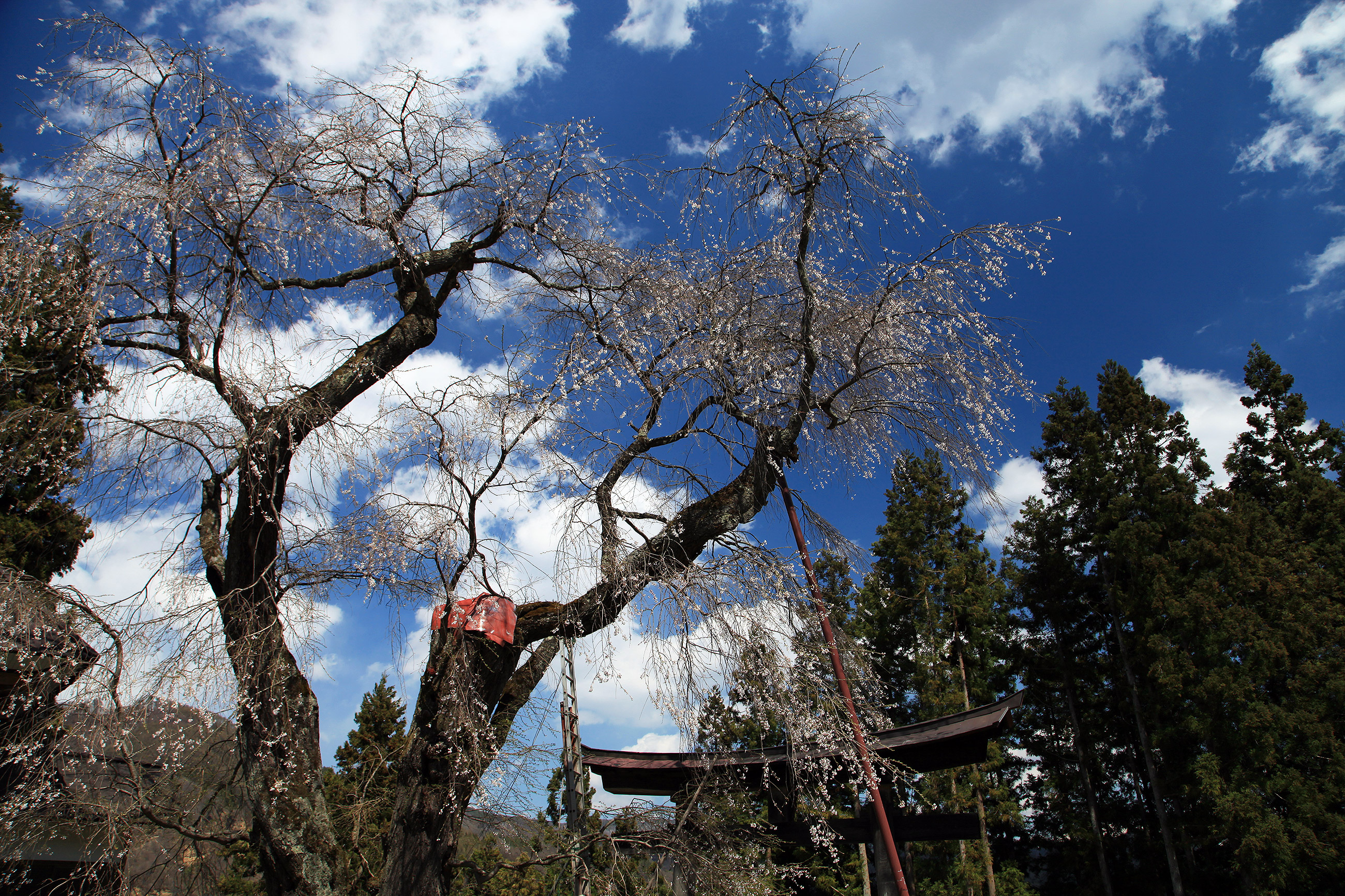 健代神社のしだれ桜 