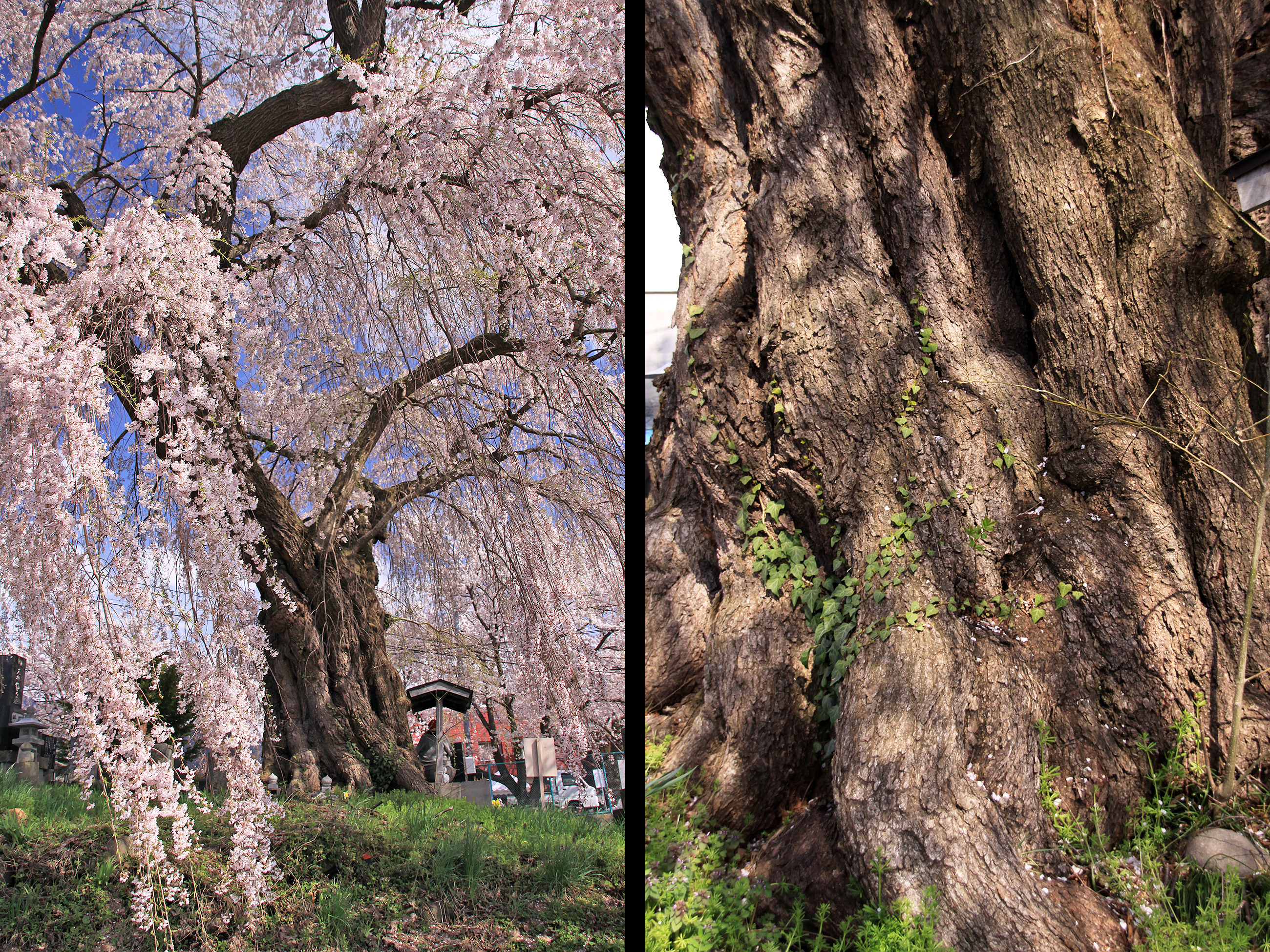 宇木区民会館前のしだれ桜 