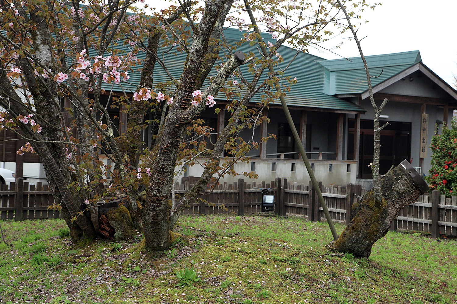 極楽寺の野中ザクラ