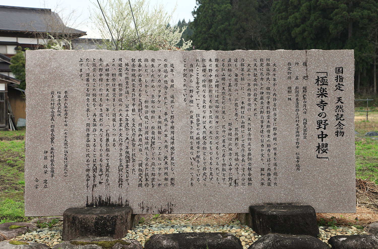 極楽寺の野中ザクラ