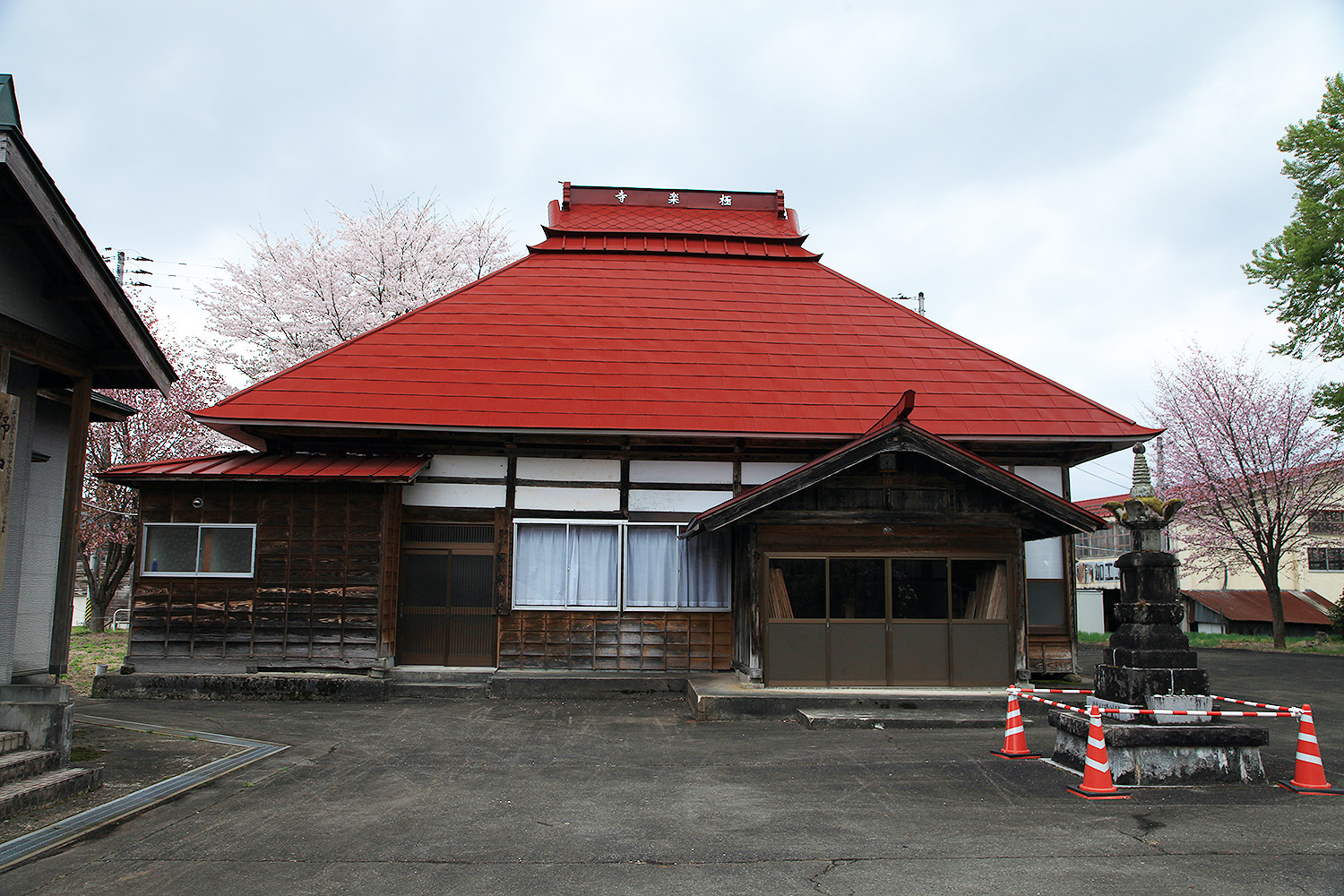 極楽寺の野中ザクラ