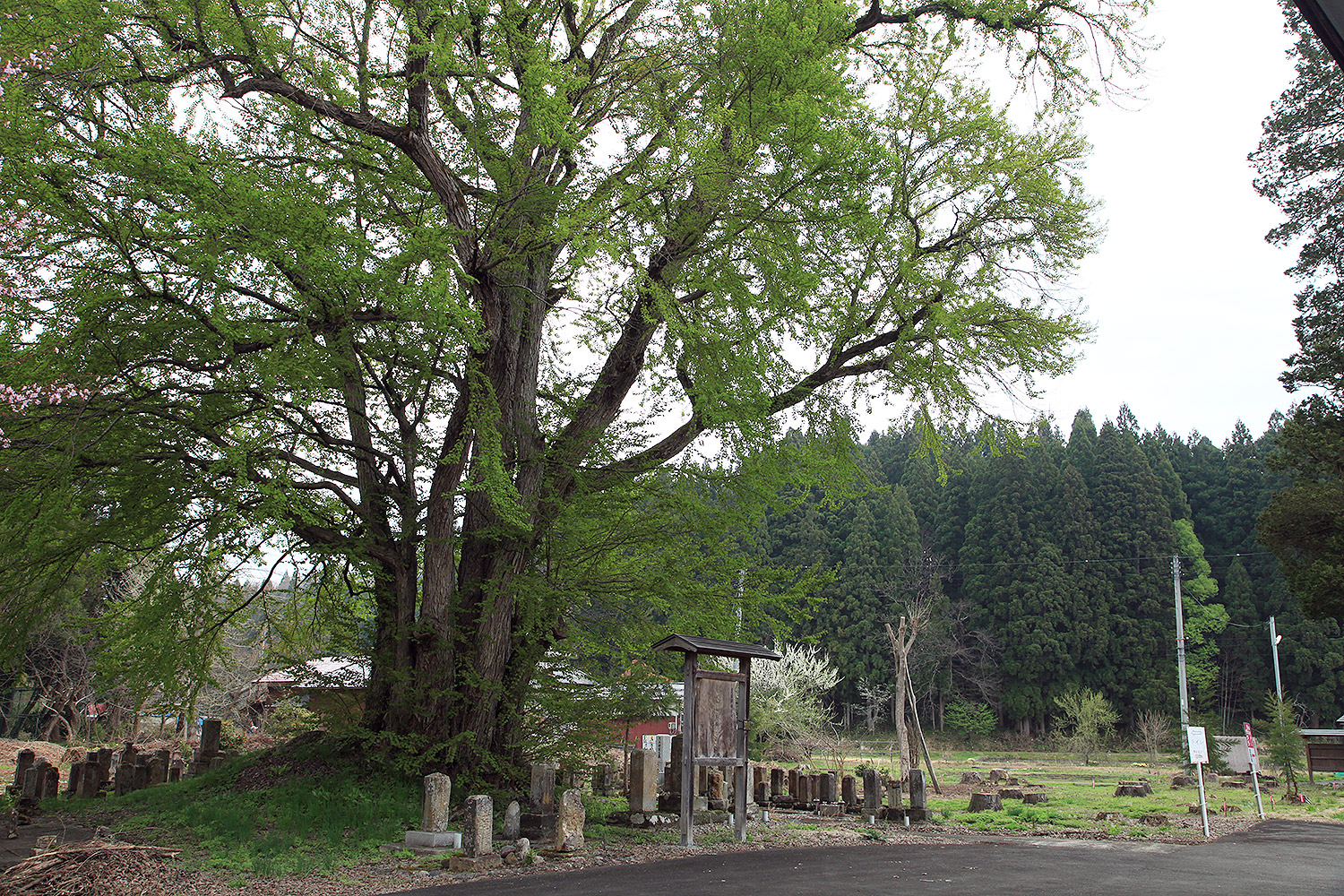 極楽寺の野中ザクラ